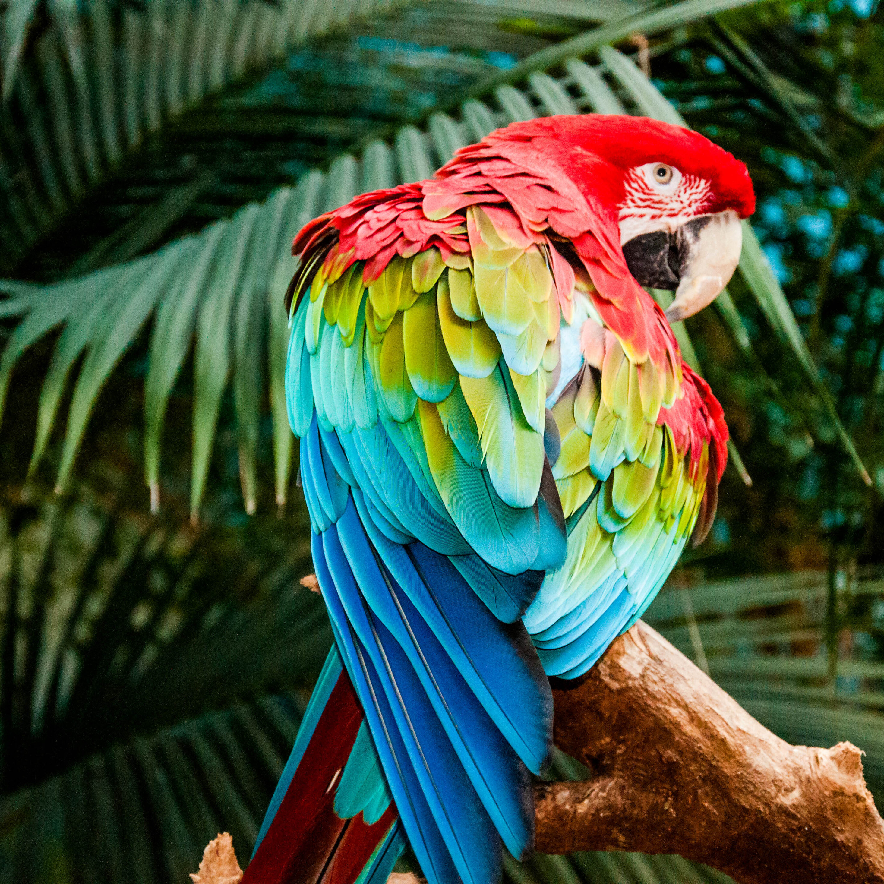 Разноцветное какаду. Мартиникский ара. Таитянский длиннохвостый попугай. Попугай ара. Разноцветный попугай.