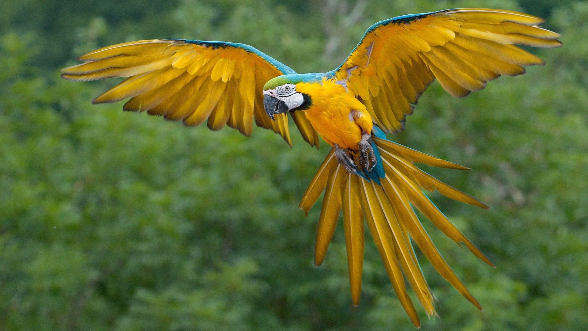 1920x1080 Macaw Parrot Laptop Full HD 1080P HD 4k Wallpapers, Images,  Backgrounds, Photos and Pictures