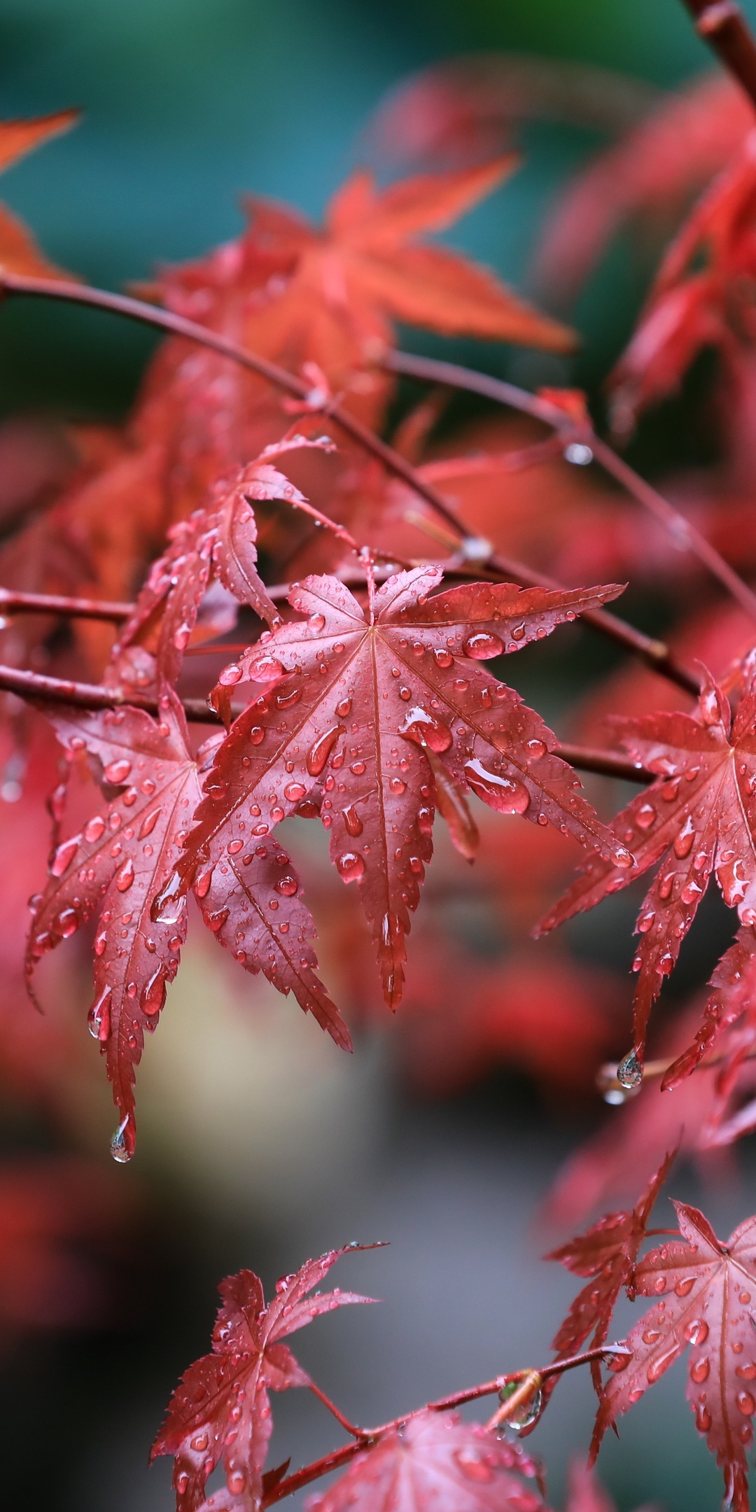 maple-leafs-water-drops-d3.jpg