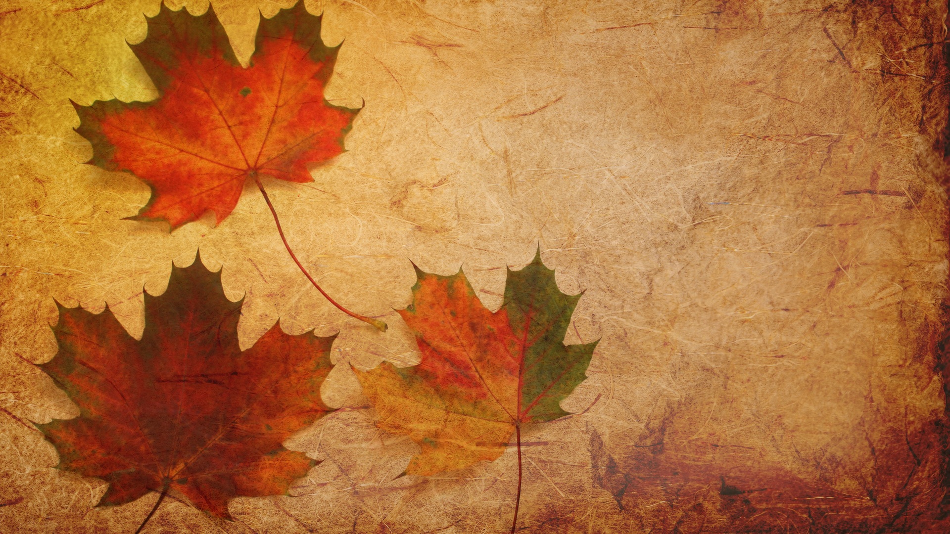 1920x1080 Maple Leaves Texture Background Laptop Full HD 1080P HD 4k