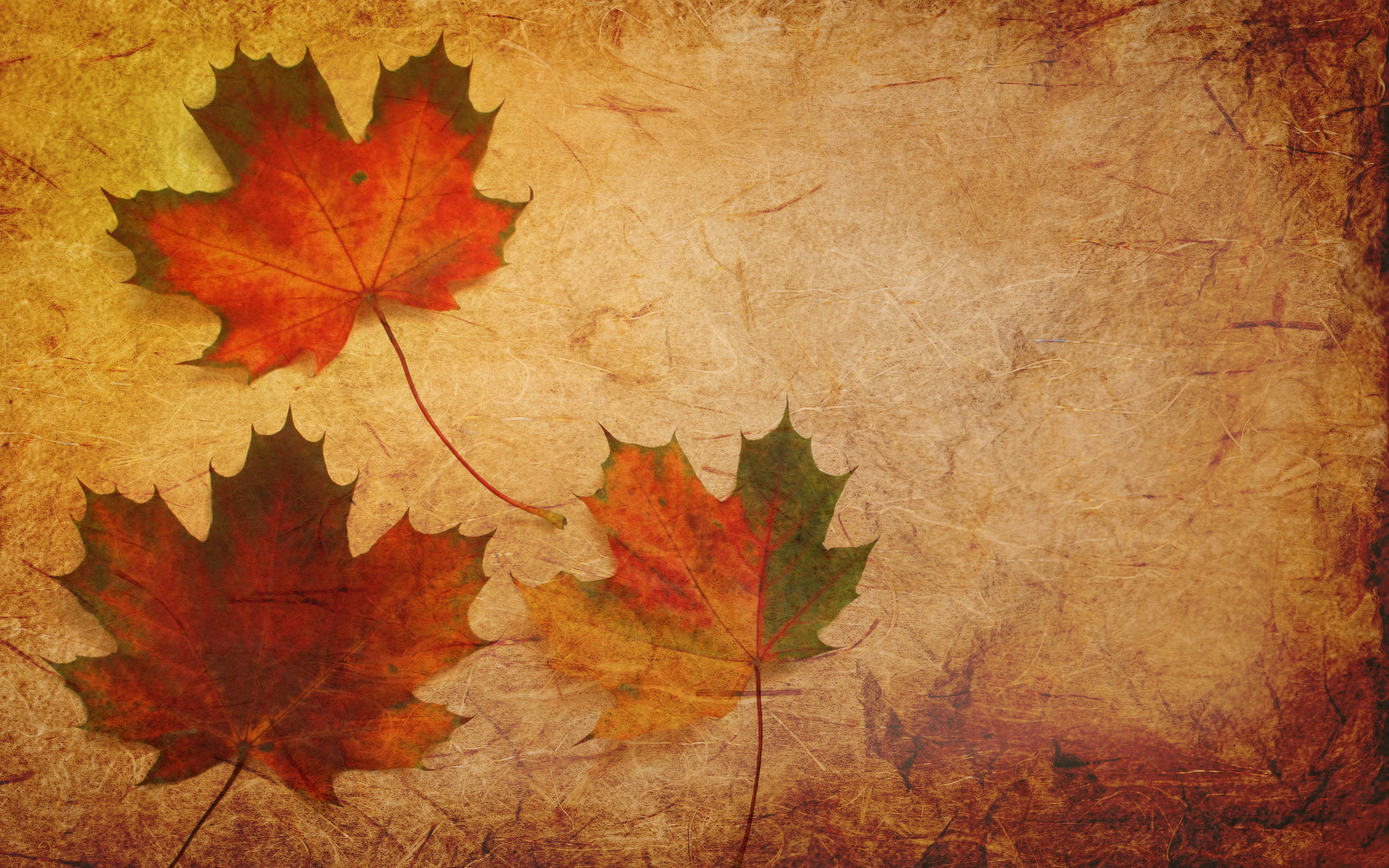 2560x1600 Maple Leaves Texture Background Wallpaper 2560x1600 2560x1600 Maple Leaves Texture Background Wallpaper 2560x1600