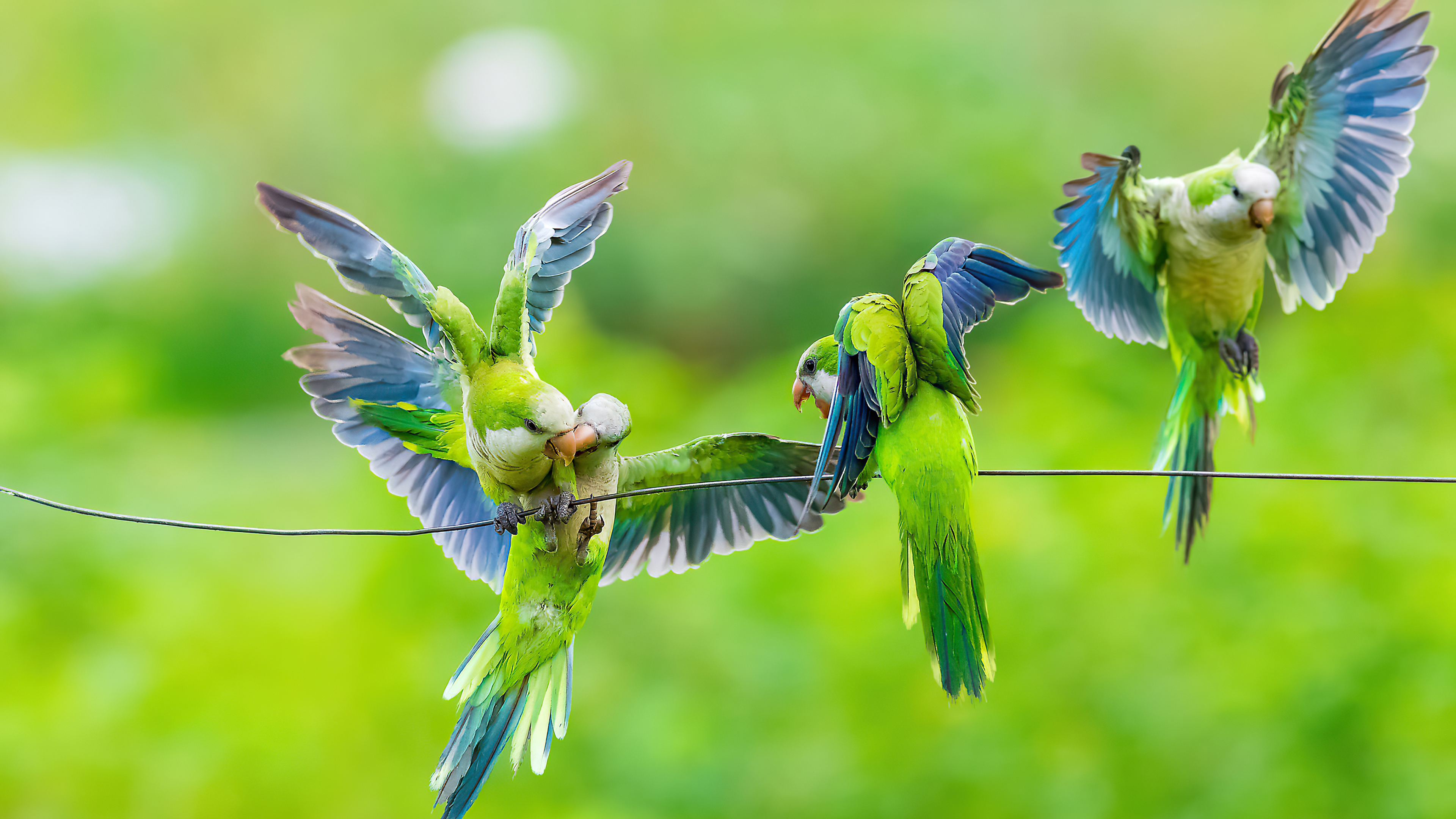 3840x2160 Monk Parrots 4k HD 4k Wallpapers, Images, Backgrounds, Photos and  Pictures
