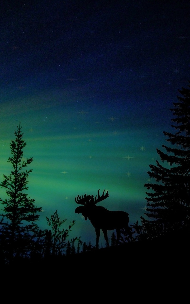 moose-forest-animal-dawn-silhouette-aurora-2u.jpg