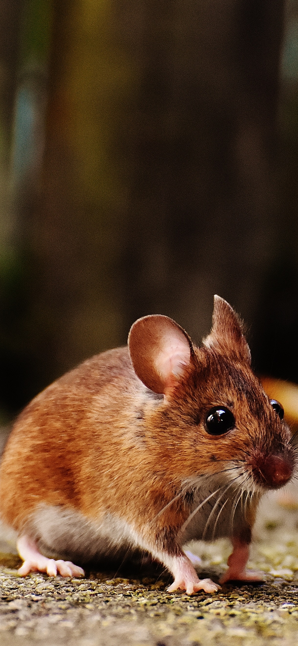 1242x2688 Mouse 4k Iphone XS MAX HD 4k Wallpapers, Images, Backgrounds