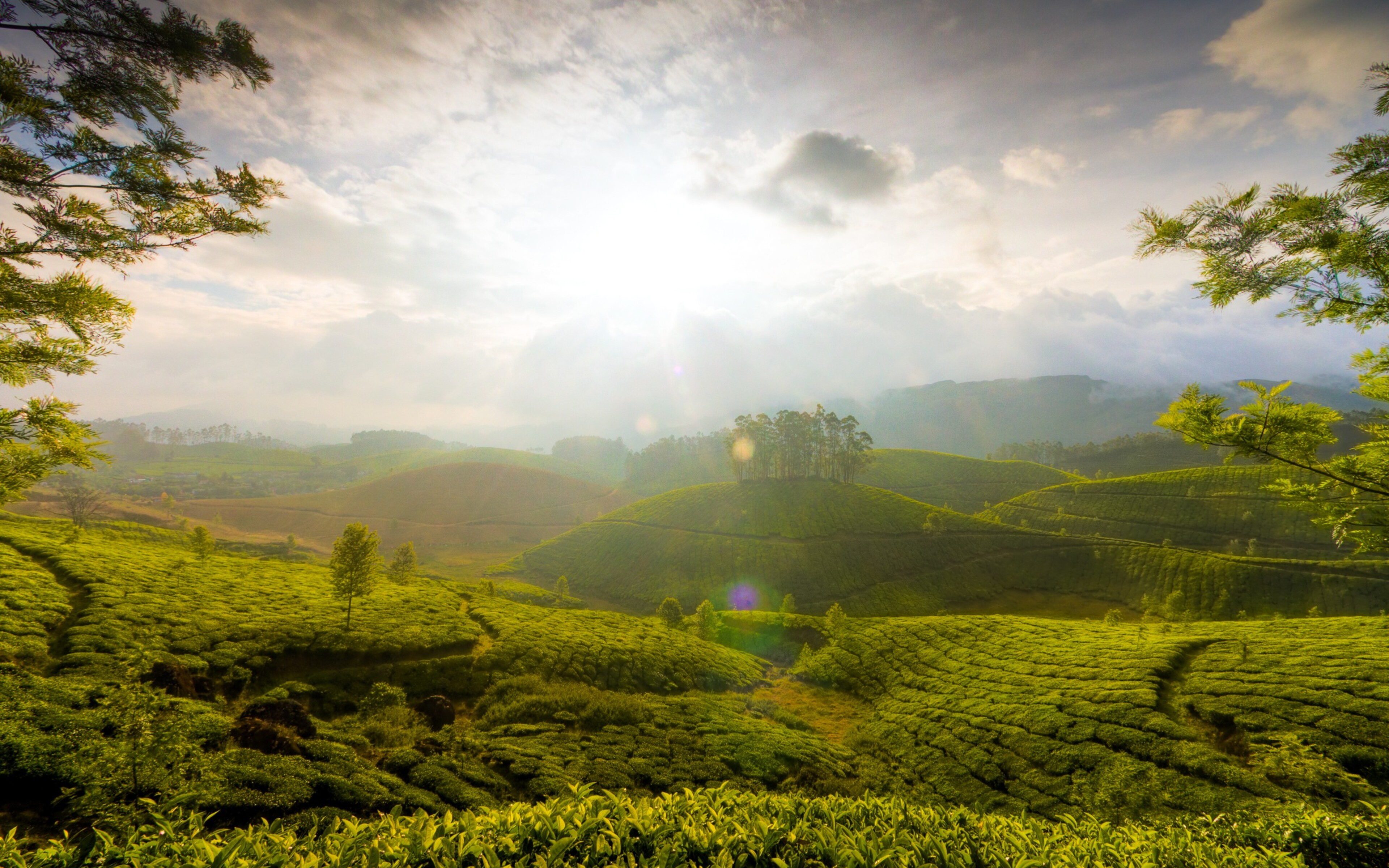 Шри ланка лес. Муннар Керала. Керала Мунар Муннар Индия. Шри Ланка чайные плантации. Чайные плантации Гринфилд.