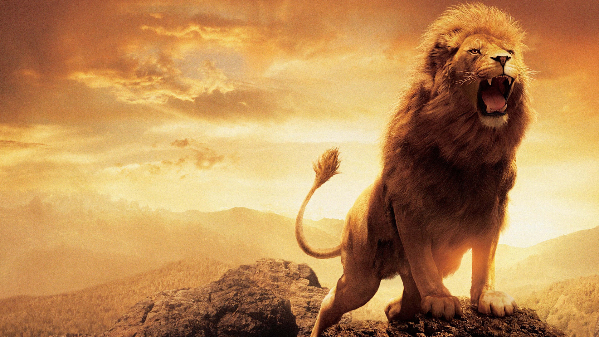 lion hd wallpapers 1920x1080