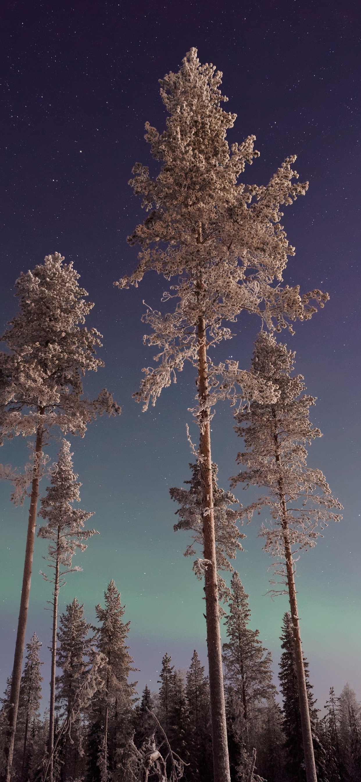 nature-tree-aurorae-5k-53.jpg