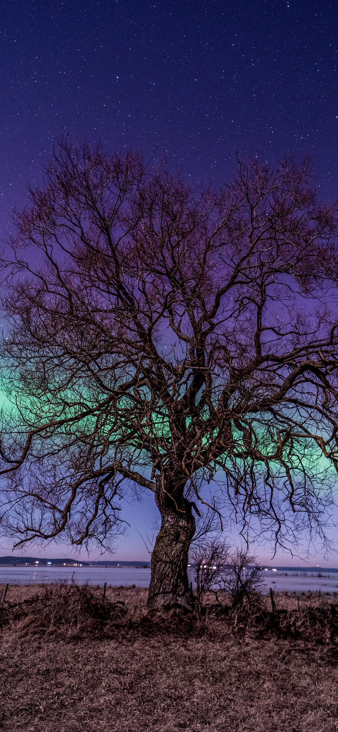 northern-light-tree-5k-13.jpg