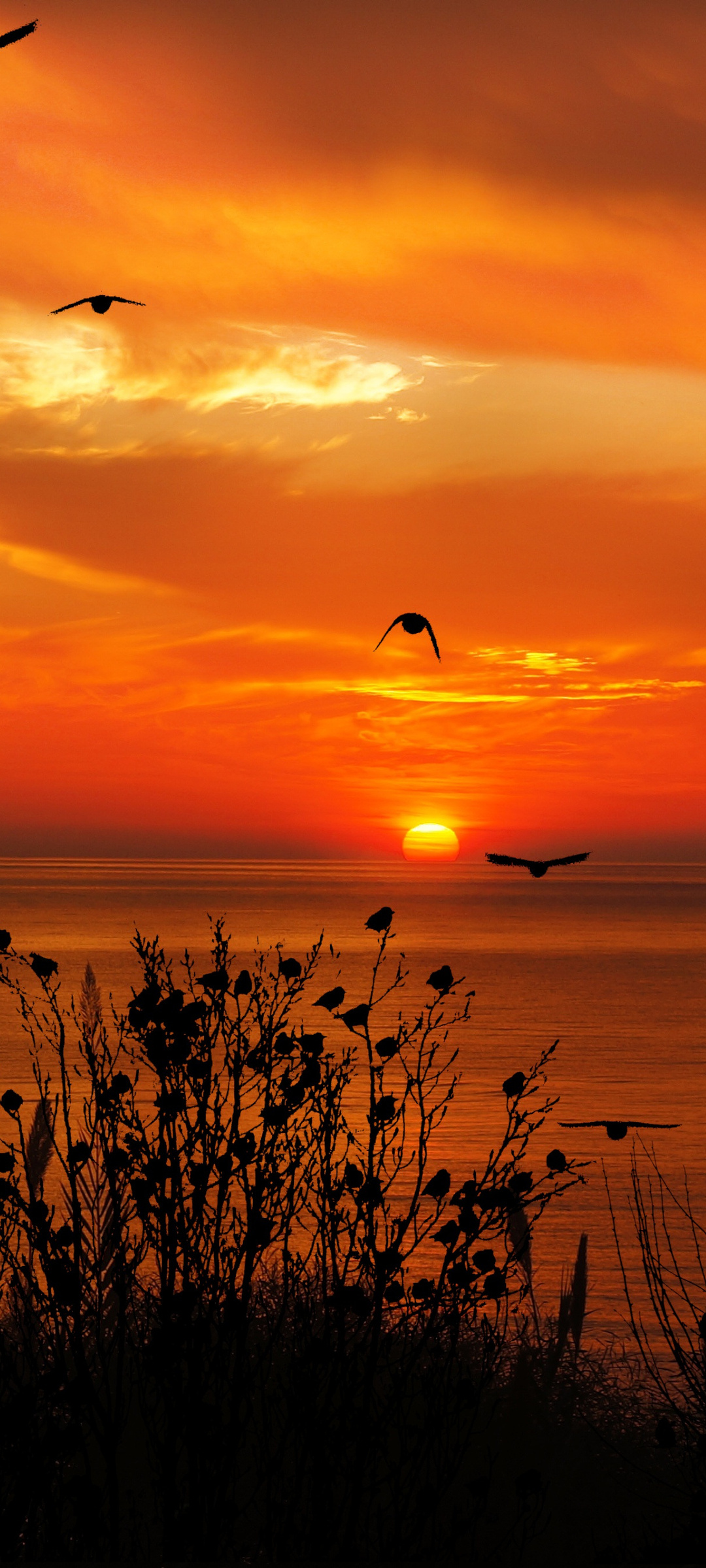 1080x2400 Ocean Sky Birds Flying Towards Sunset 4k Google Pixel 7 ,HD ...