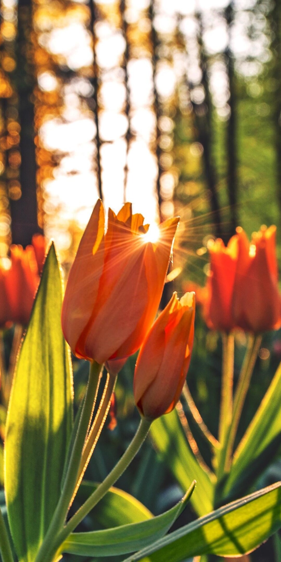 orange-tulips-hd.jpg