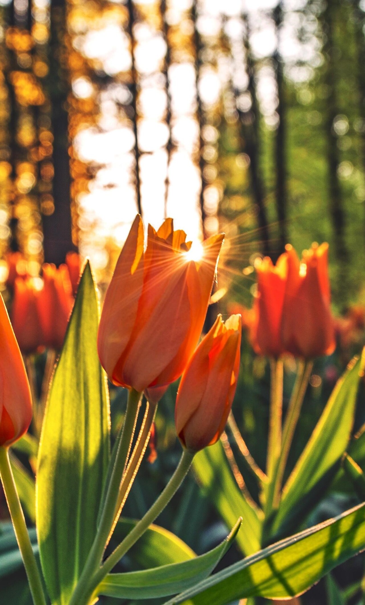 orange-tulips-hd.jpg