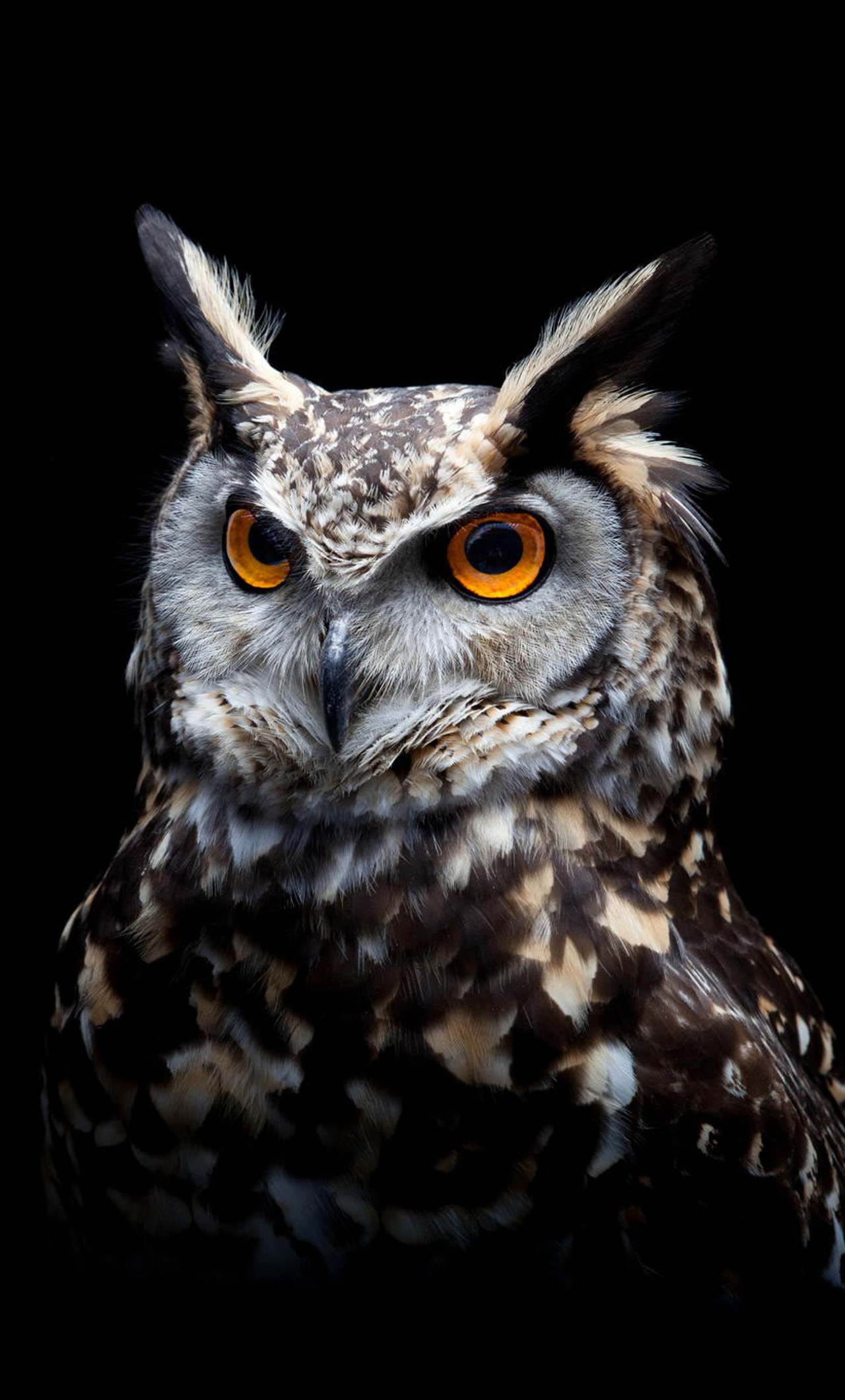 1280x2120 Owl Dark Background Iphone 6+ ,hd 4k Wallpapers,images 