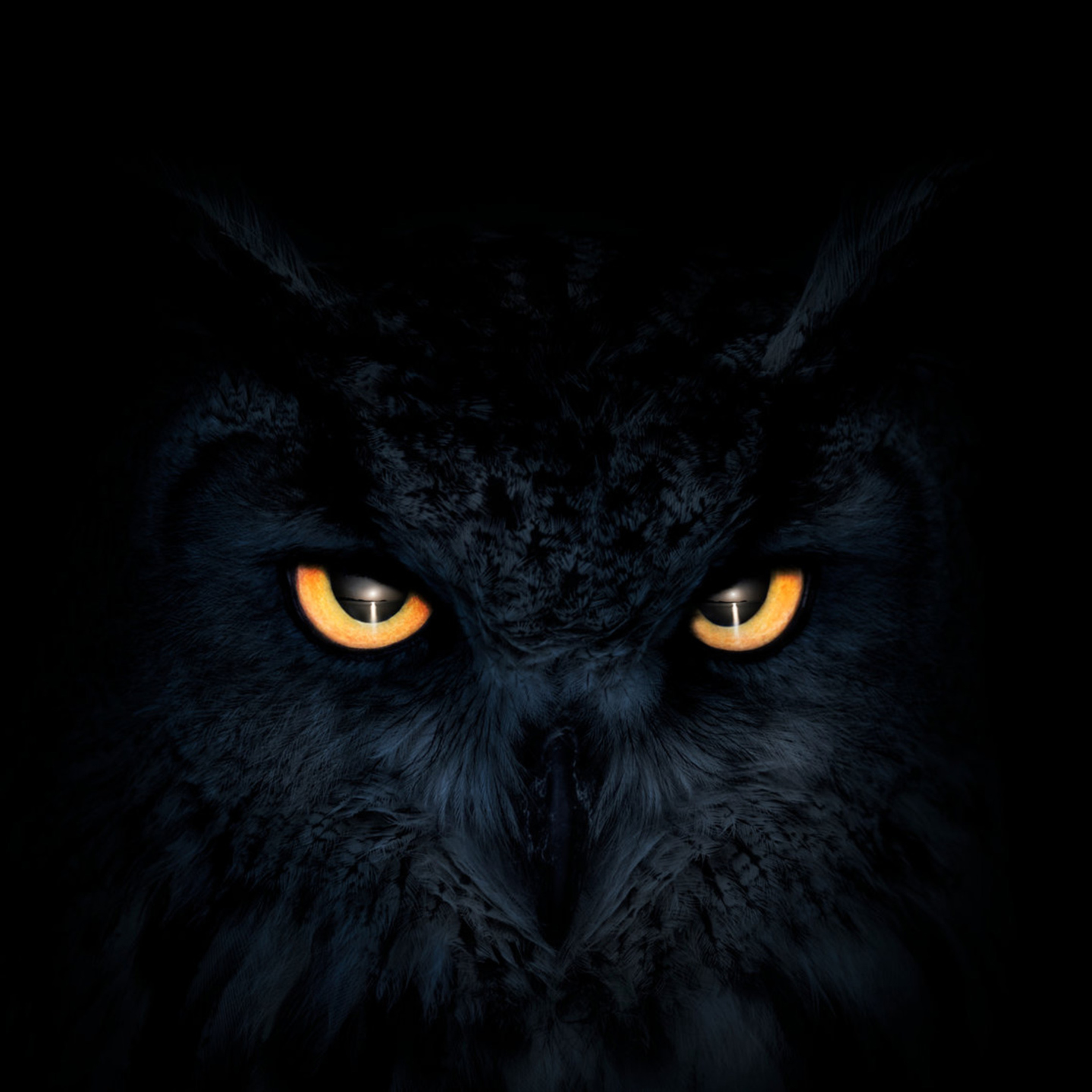 2932x2932 Owl Dark Glowing Eyes Ipad Pro Retina Display HD 4k Wallpapers,  Images, Backgrounds, Photos and Pictures
