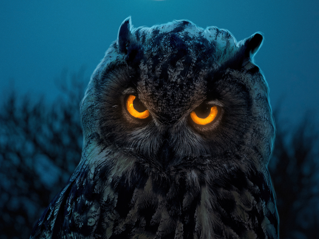 1024x768 Owl Glowing Eyes 1024x768 Resolution HD 4k Wallpapers, Images,  Backgrounds, Photos and Pictures