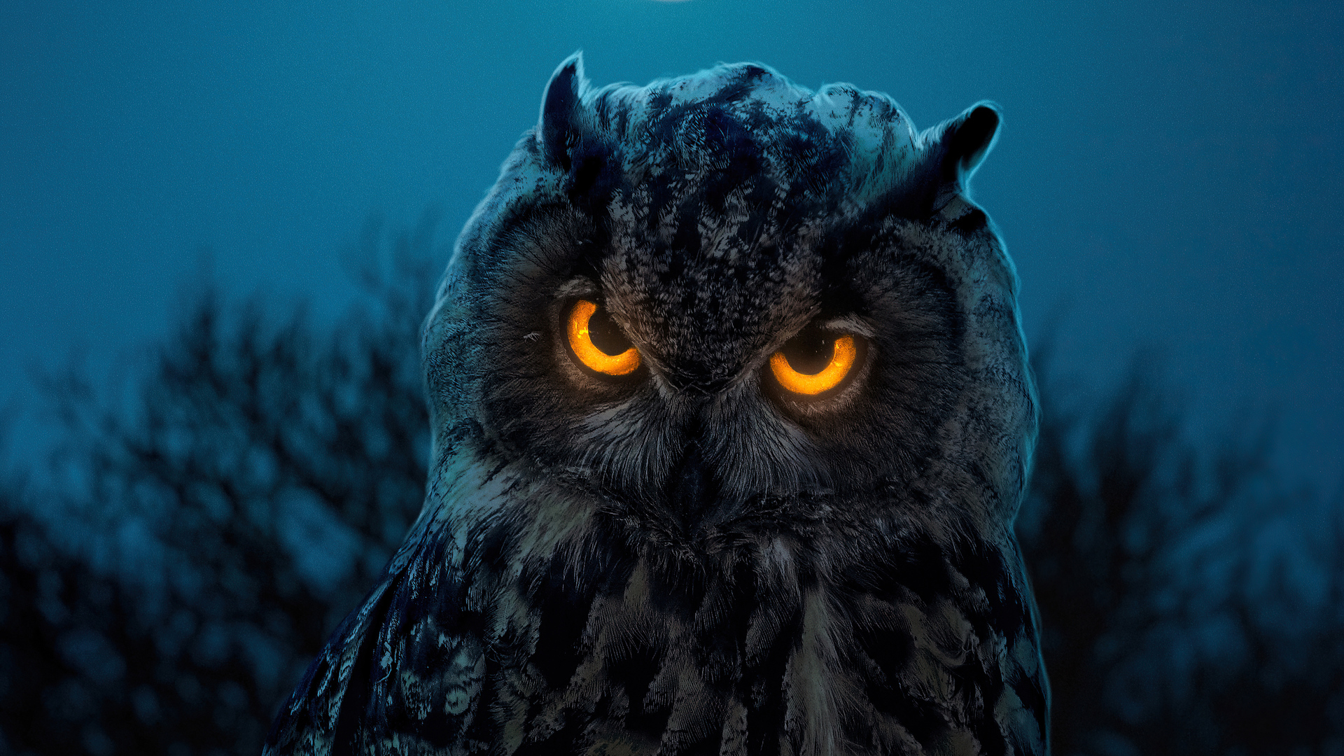 1920x1080 Owl Glowing Eyes Laptop Full HD 1080P HD 4k Wallpapers, Images,  Backgrounds, Photos and Pictures