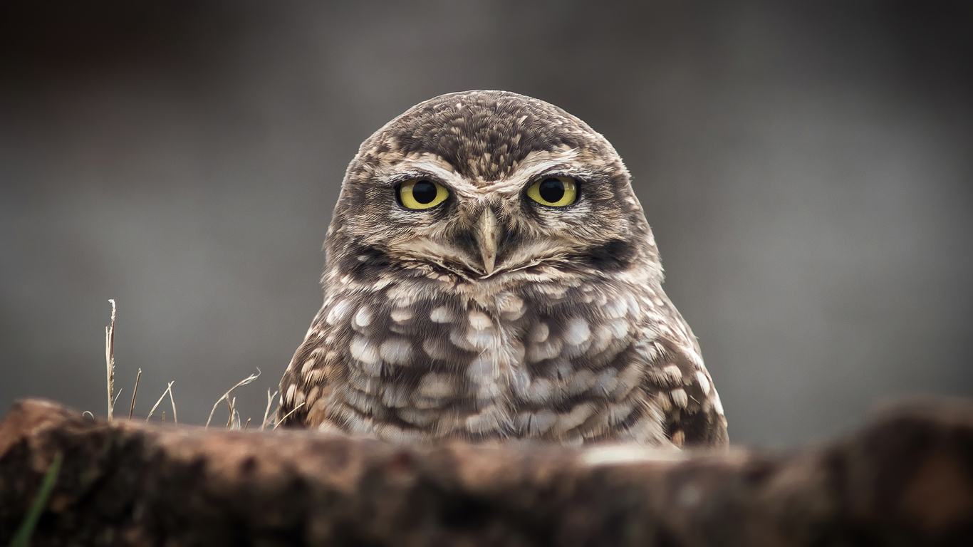owl-portrait-4k-2p.jpg