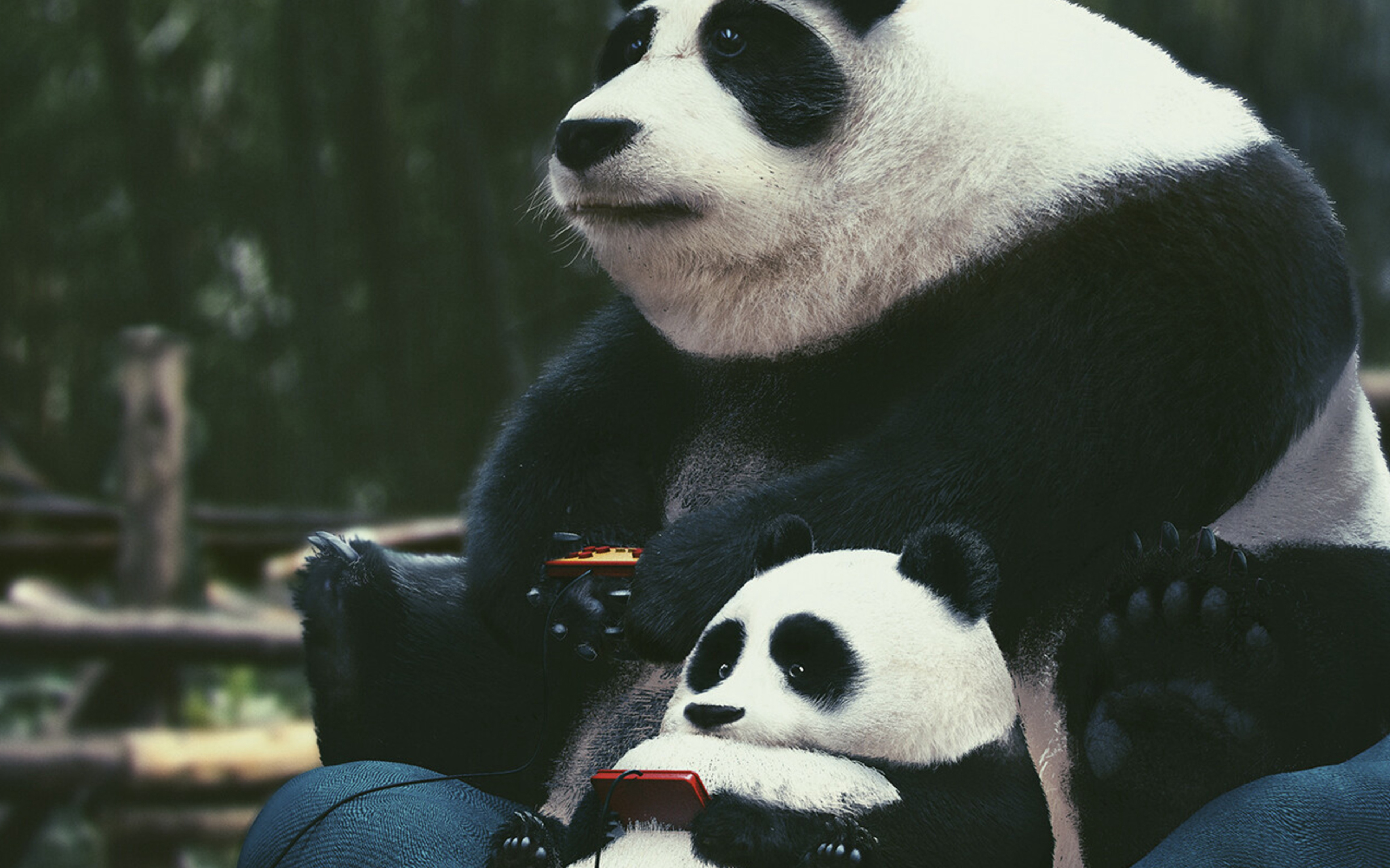 Панда 4 видео 2024. Панда. Крутая Панда. Панда на рабочий стол. Обои на рабочий стол Панда.