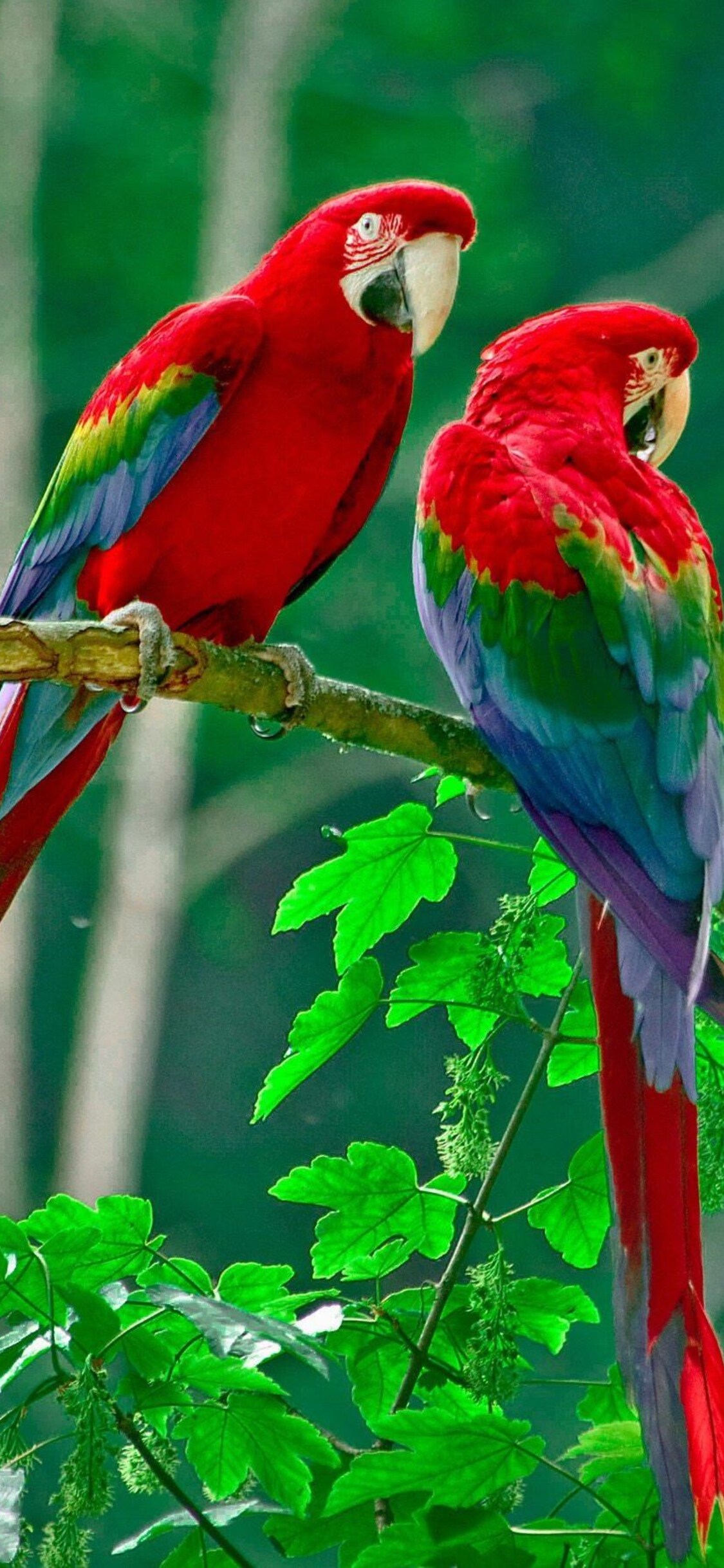 Parrot Birds 4K Phone iPhone Wallpaper 314a