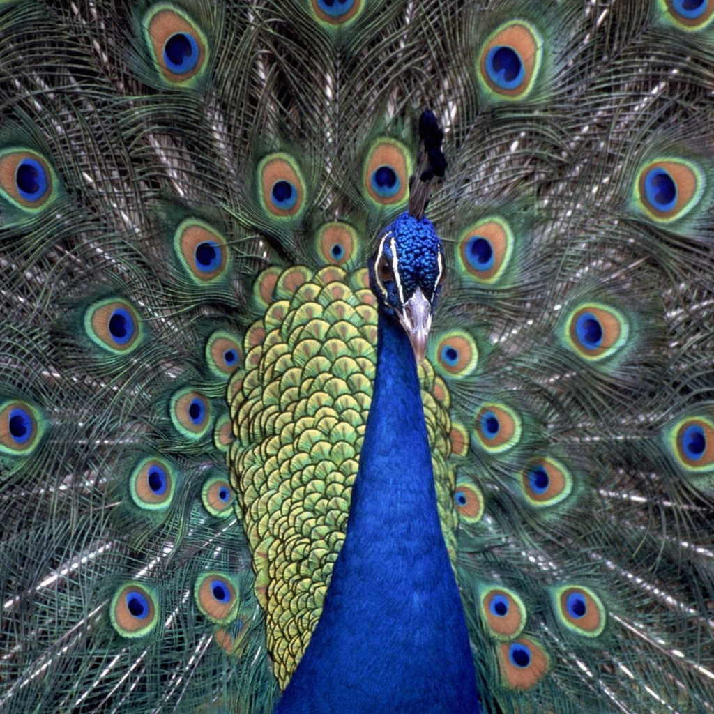 1024x1024 Peacocks 1024x1024 Resolution HD 4k Wallpapers, Images ...