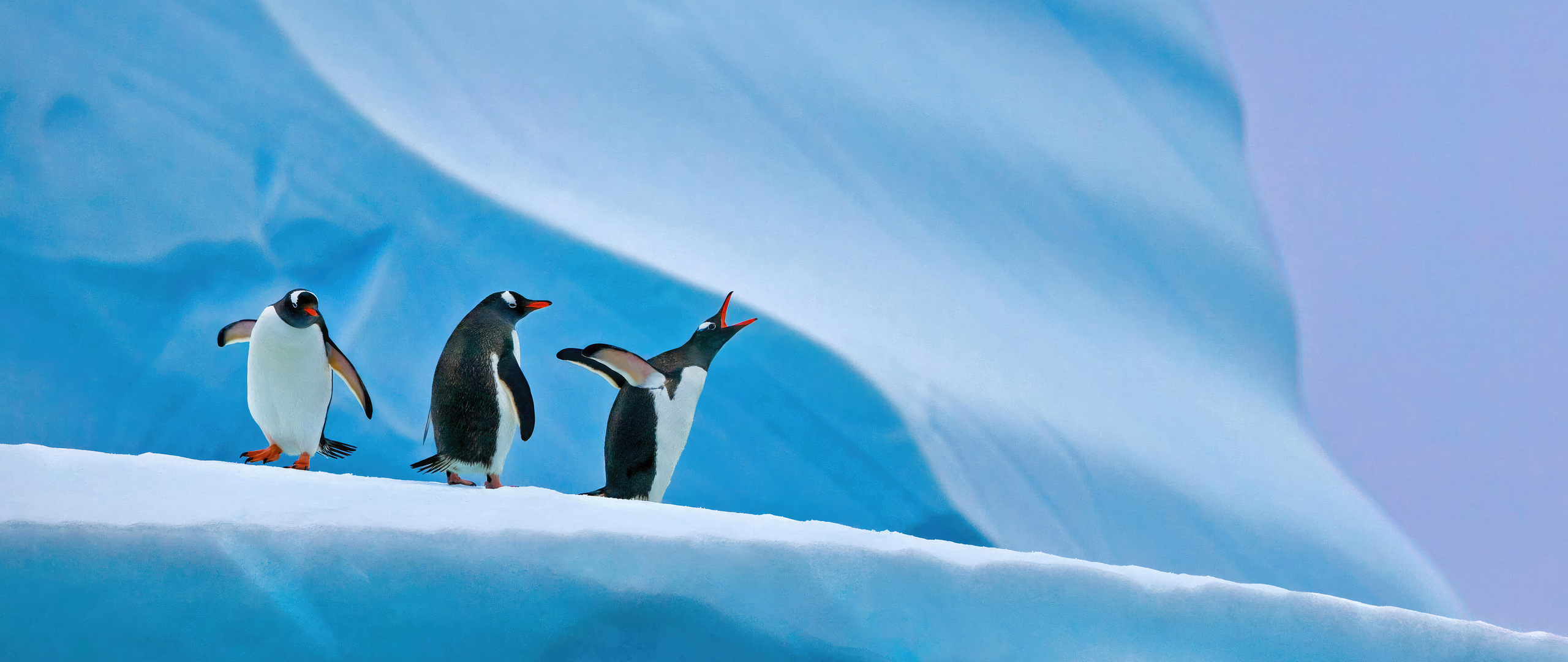 2560x1080 Penguins In Antarctica 5k Wallpaper,2560x1080 Resolution HD