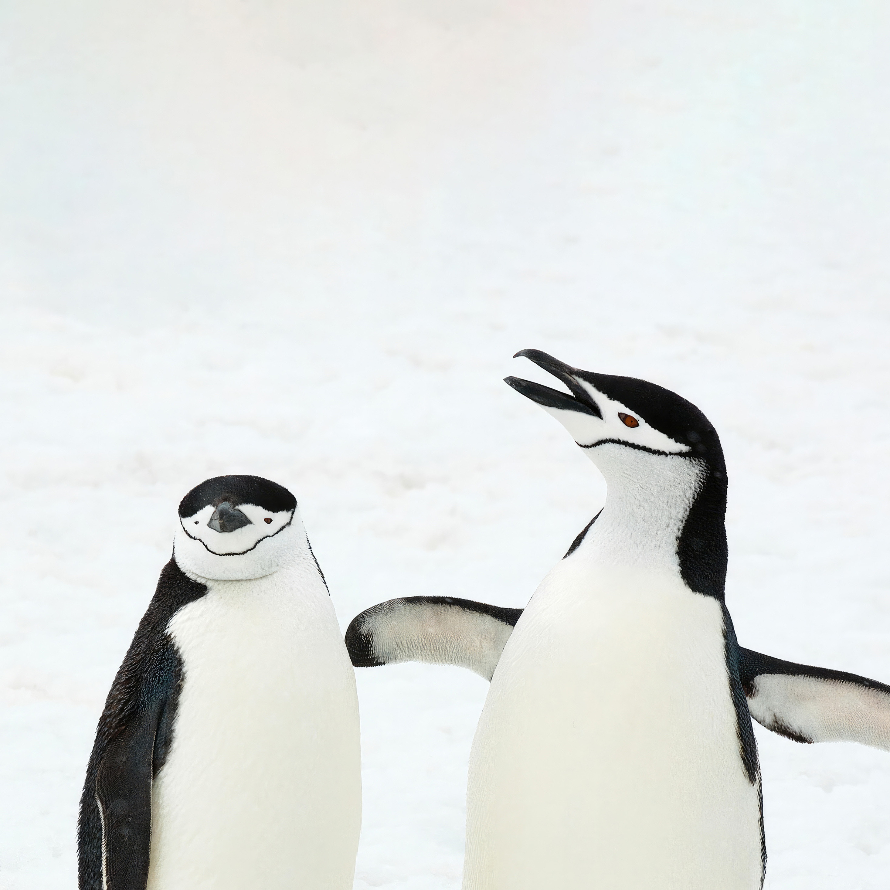 2932x2932 Penguins In Snow 5k Ipad Pro Retina Display ,HD 4k Wallpapers
