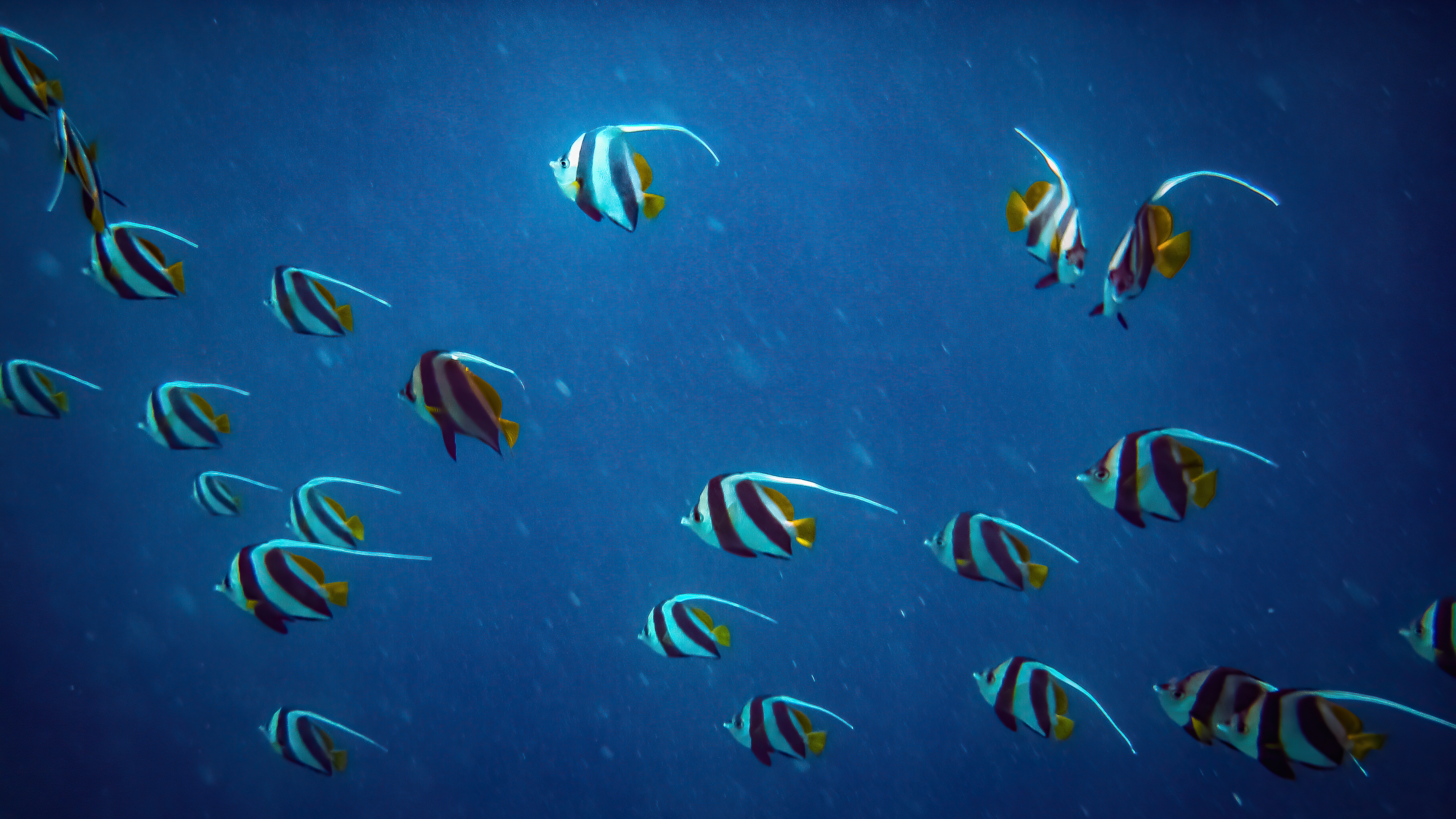 pennant-coralfish-5k-vj.jpg