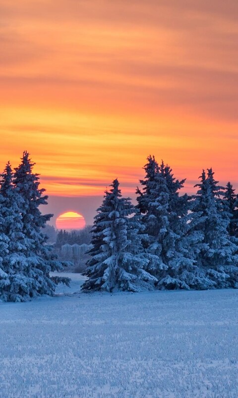 pine-trees-snow.jpg
