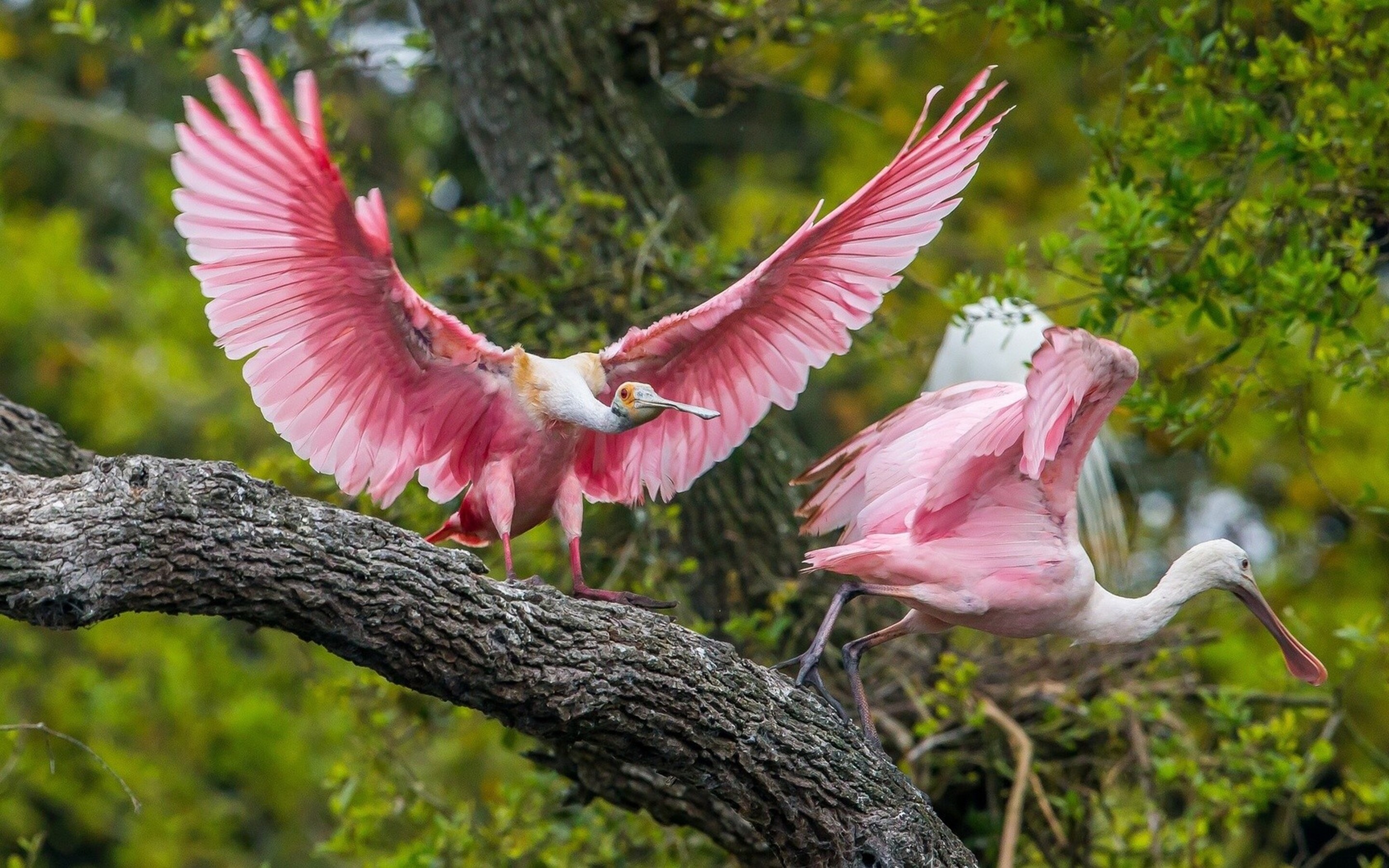 Самые прекрасные птицы. Красивые птицы. Экзотические птицы. Розовая птица.