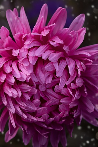 pink-color-flower-bokeh-3e.jpg