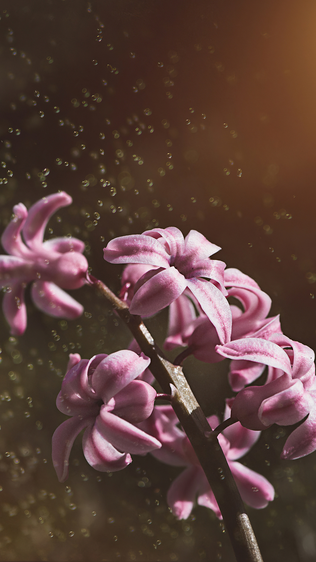 Pink Color Hyacinth Flowers 5k Wallpaper In 1080x1920 Resolution
