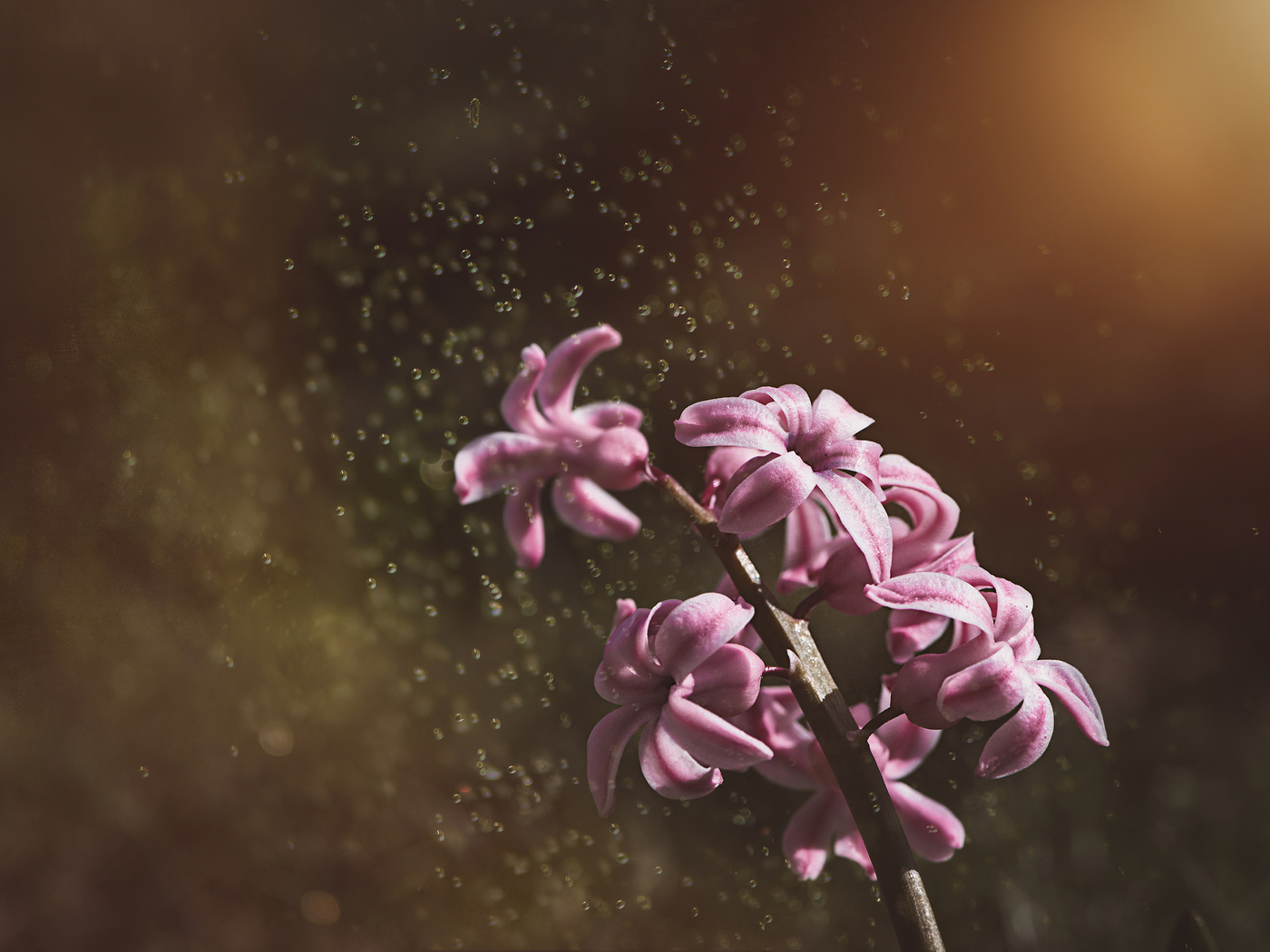 pink-color-hyacinth-flowers-5k-le.jpg