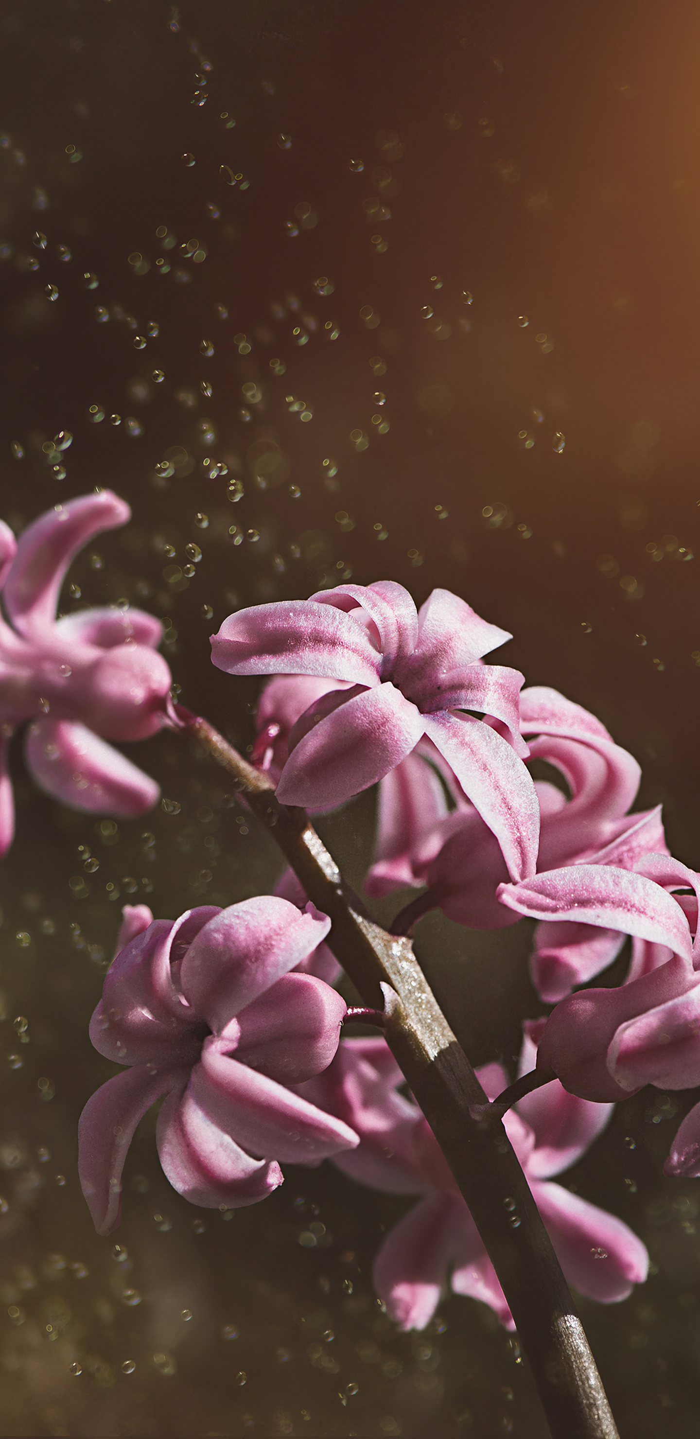 pink-color-hyacinth-flowers-5k-le.jpg