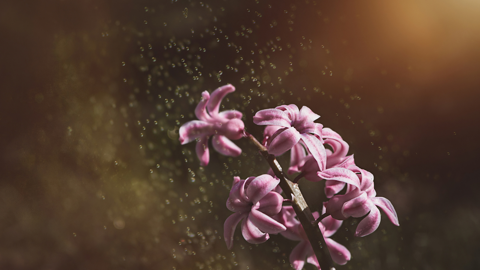 Pink Color Hyacinth Flowers 5k Wallpaper In 1600x900 Resolution