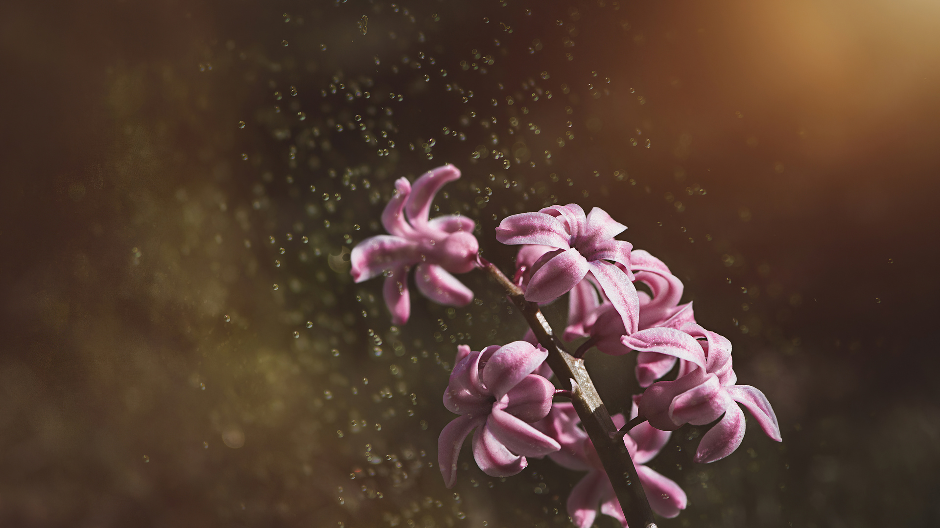 Pink Color Hyacinth Flowers 5k Wallpaper In 1920x1080 Resolution