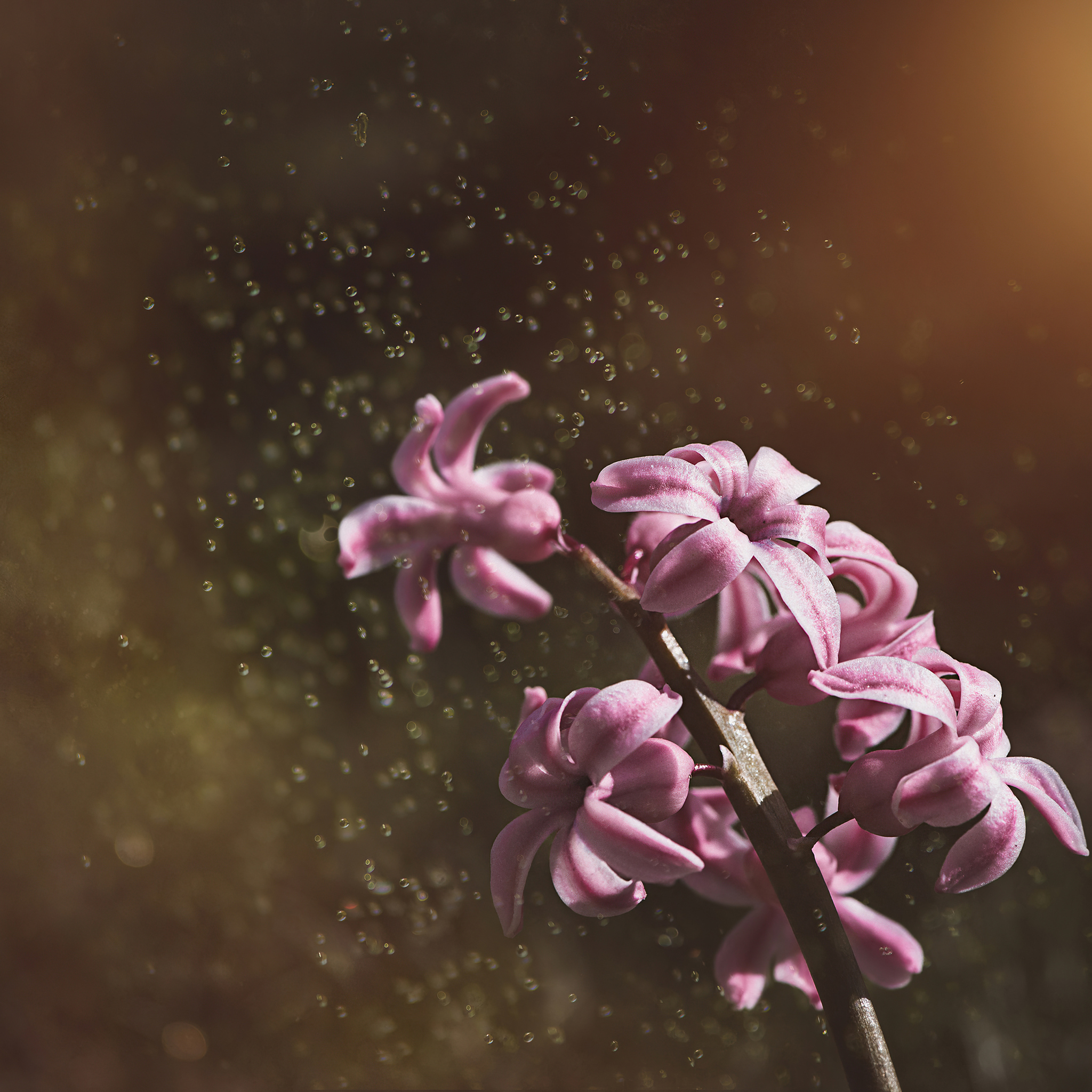 Pink Color Hyacinth Flowers 5k Wallpaper In 2048x2048 Resolution