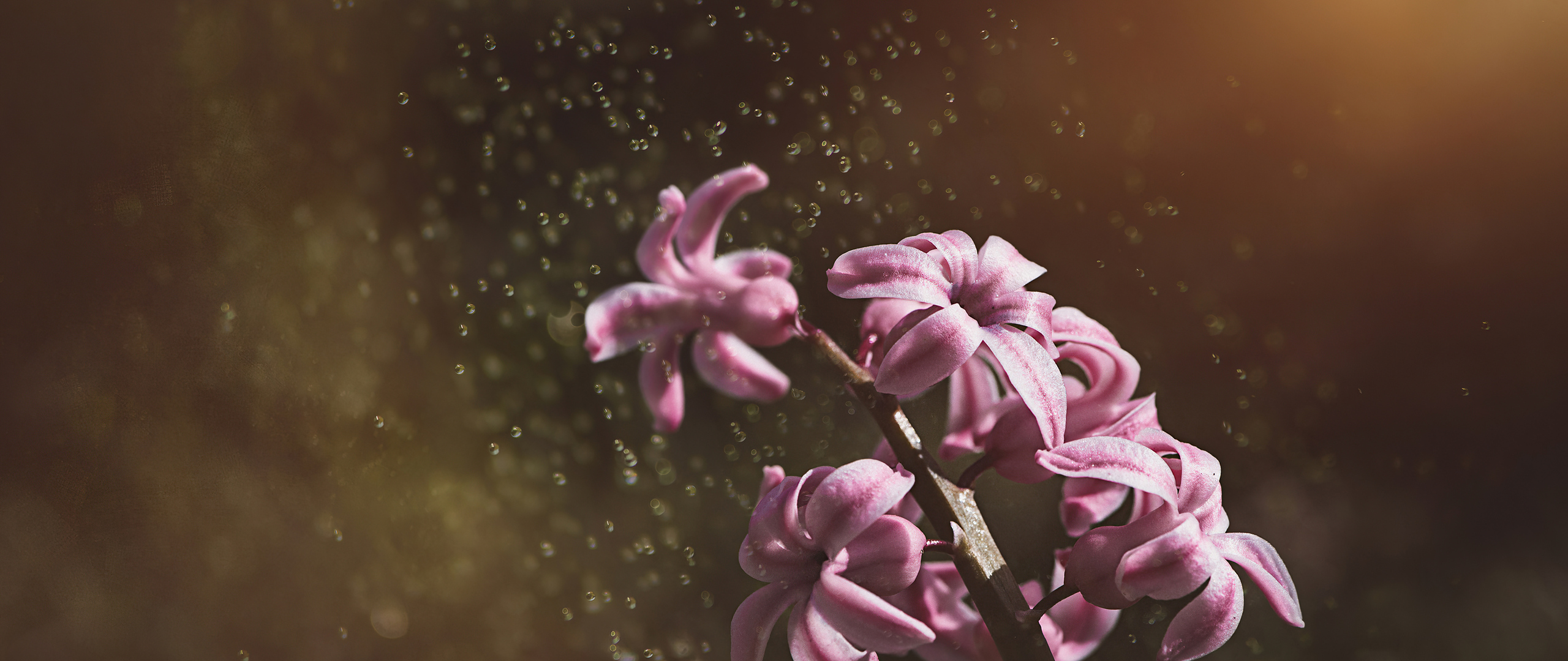 Pink Color Hyacinth Flowers 5k Wallpaper In 2560x1080 Resolution