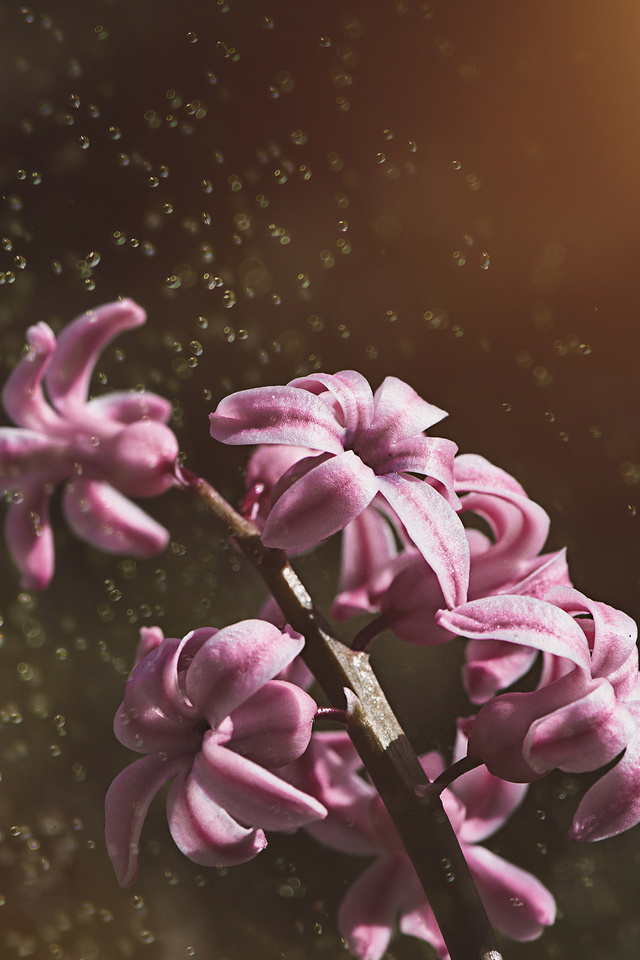 Pink Color Hyacinth Flowers 5k Wallpaper In 640x960 Resolution