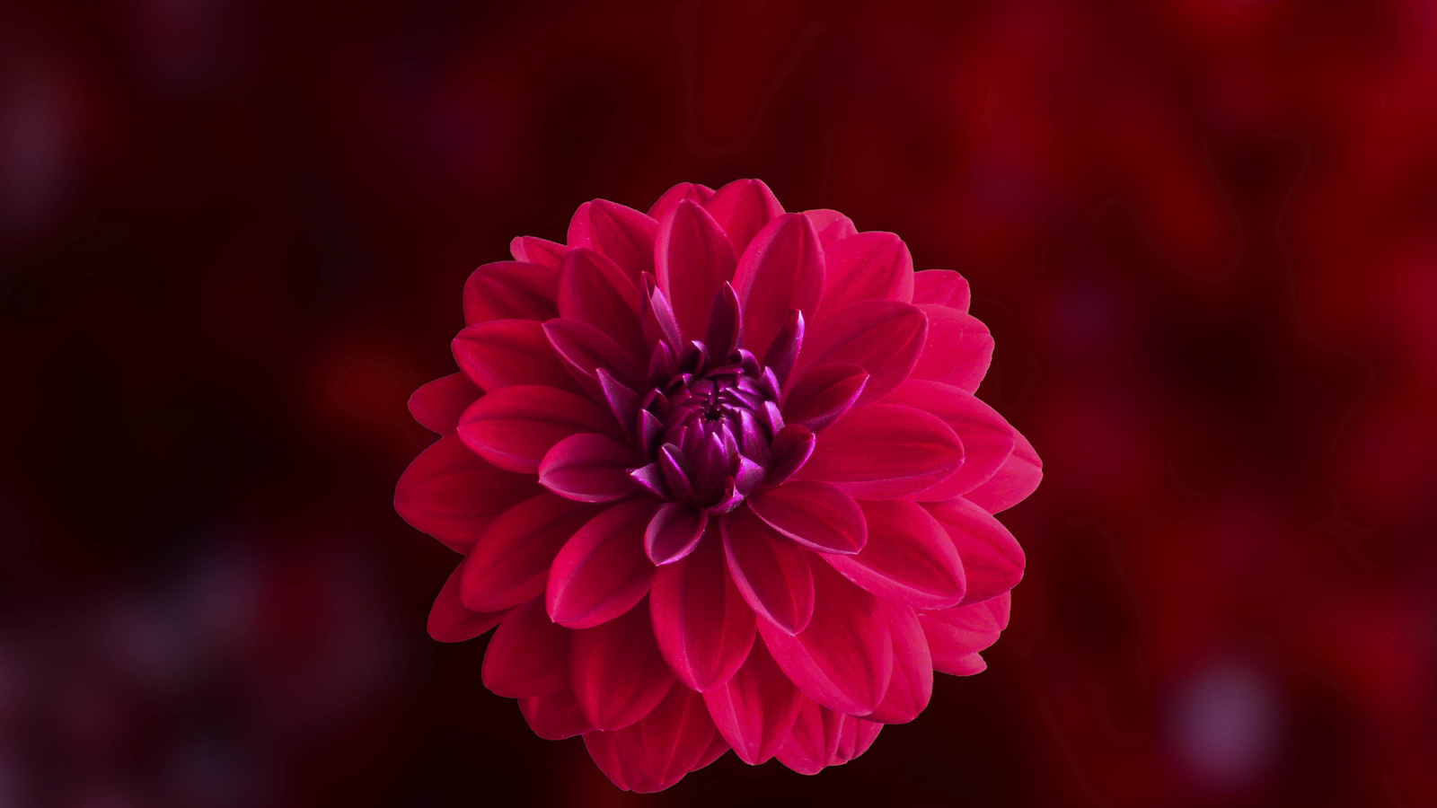 1600x900 Pink Dahlia Flower Wallpaper,1600x900 Resolution HD 4k Wallpapers,Images,Backgrounds