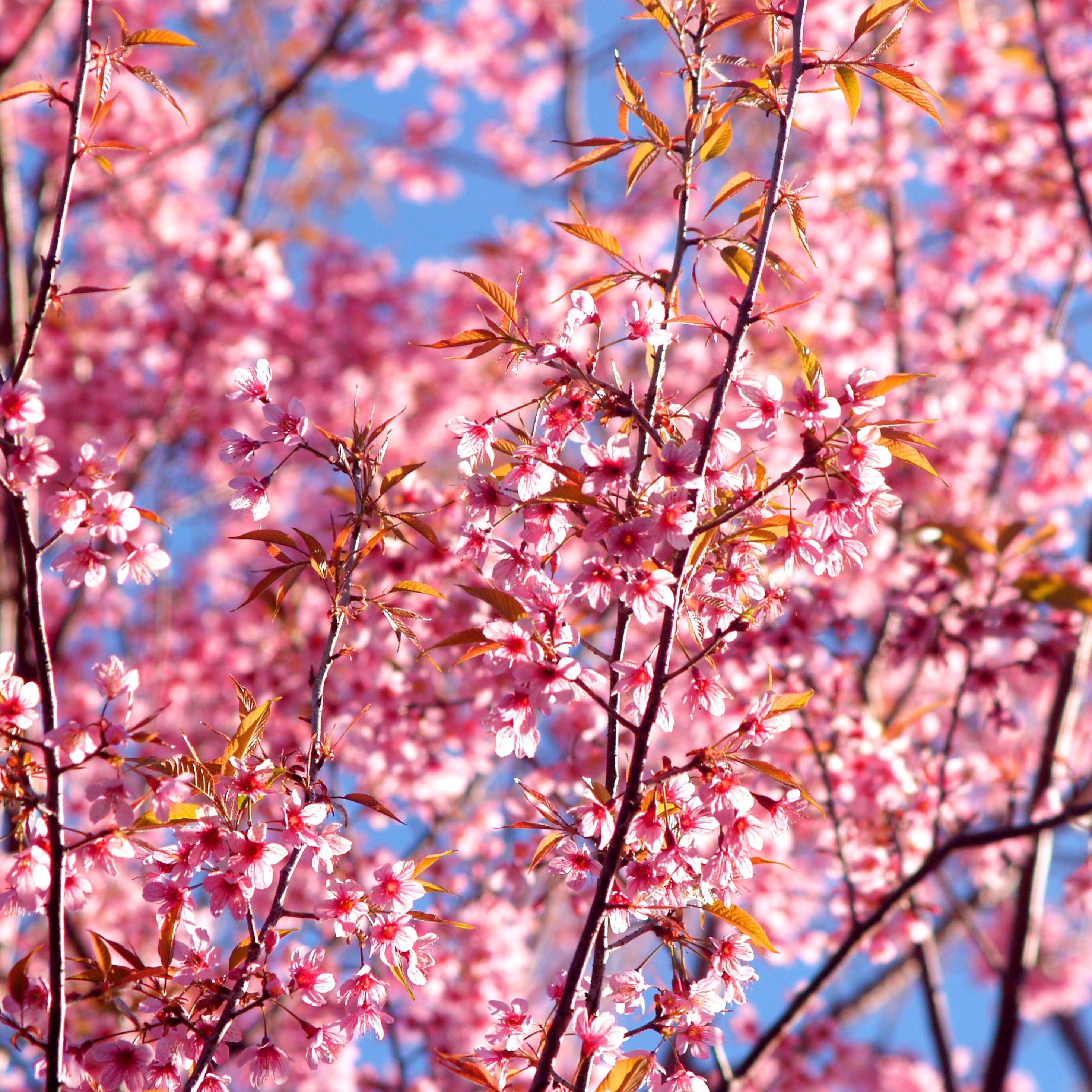 Дерево с розовыми ветками. Сакура. Китайское дерево с розовыми цветами. Сакура им. Опадающая Сакура.