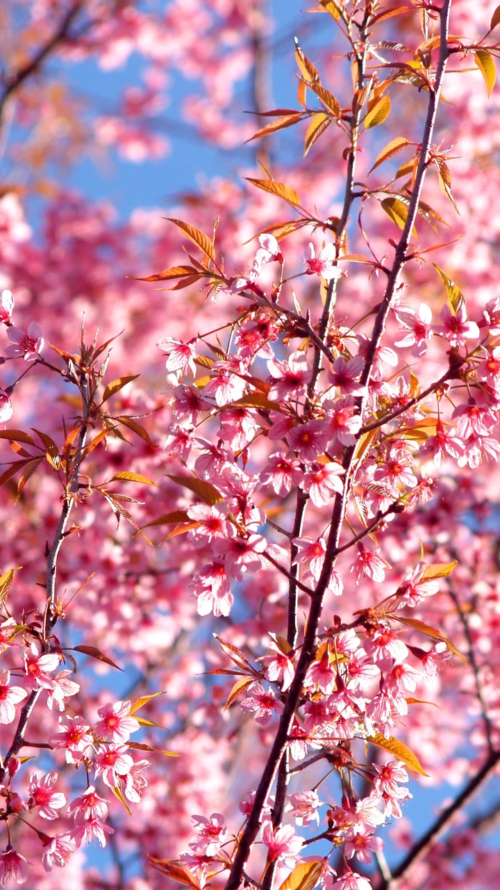 pink-flowers-blossom-season-background-4k-g1.jpg