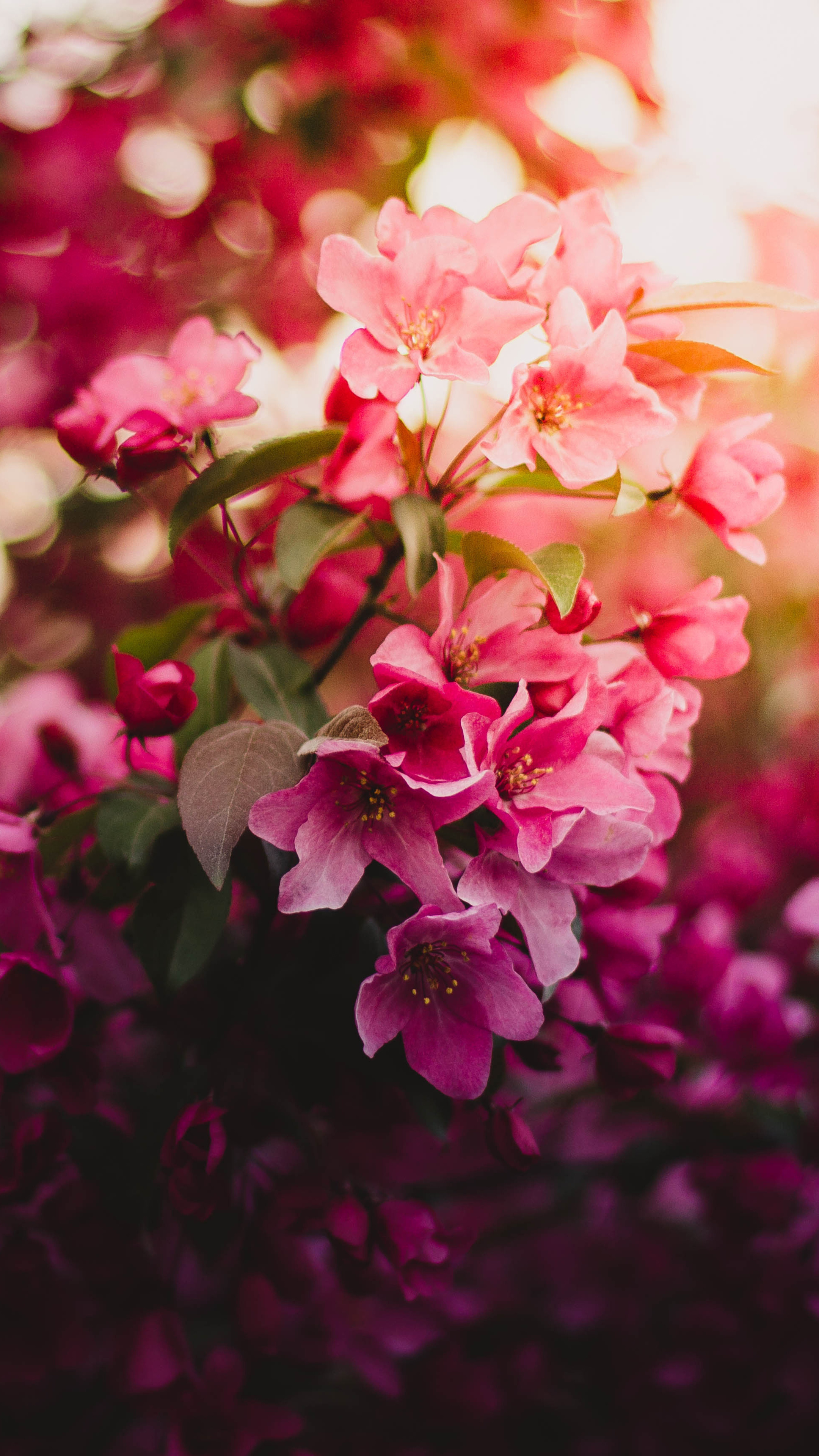 Вертикальные цветы заставка. Цветы. Цветы вертикальные. Розовые цветы. Красивые розовые цветочки.