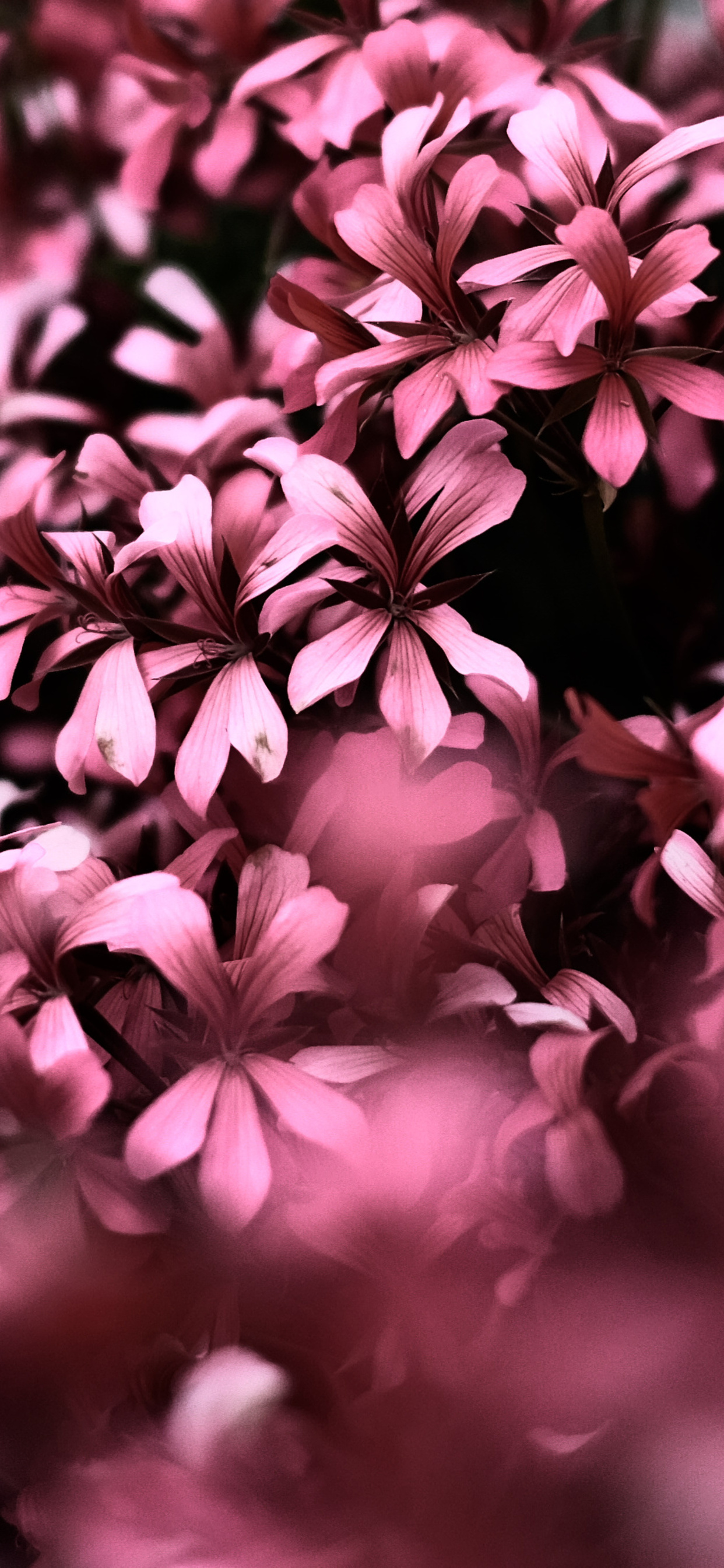 Hoa hồng màu hồng 4K cho iPhone là sự lựa chọn hoàn hảo để làm nổi bật chiếc iPhone của bạn. Với sự kết hợp tuyệt vời giữa màu sắc và hình ảnh hoa cỏ, chúng sẽ khiến cho màn hình của bạn trở nên sống động và tự nhiên hơn bao giờ hết. Hãy truy cập vào hình ảnh liên quan để trải nghiệm những thiết kế ấn tượng này.