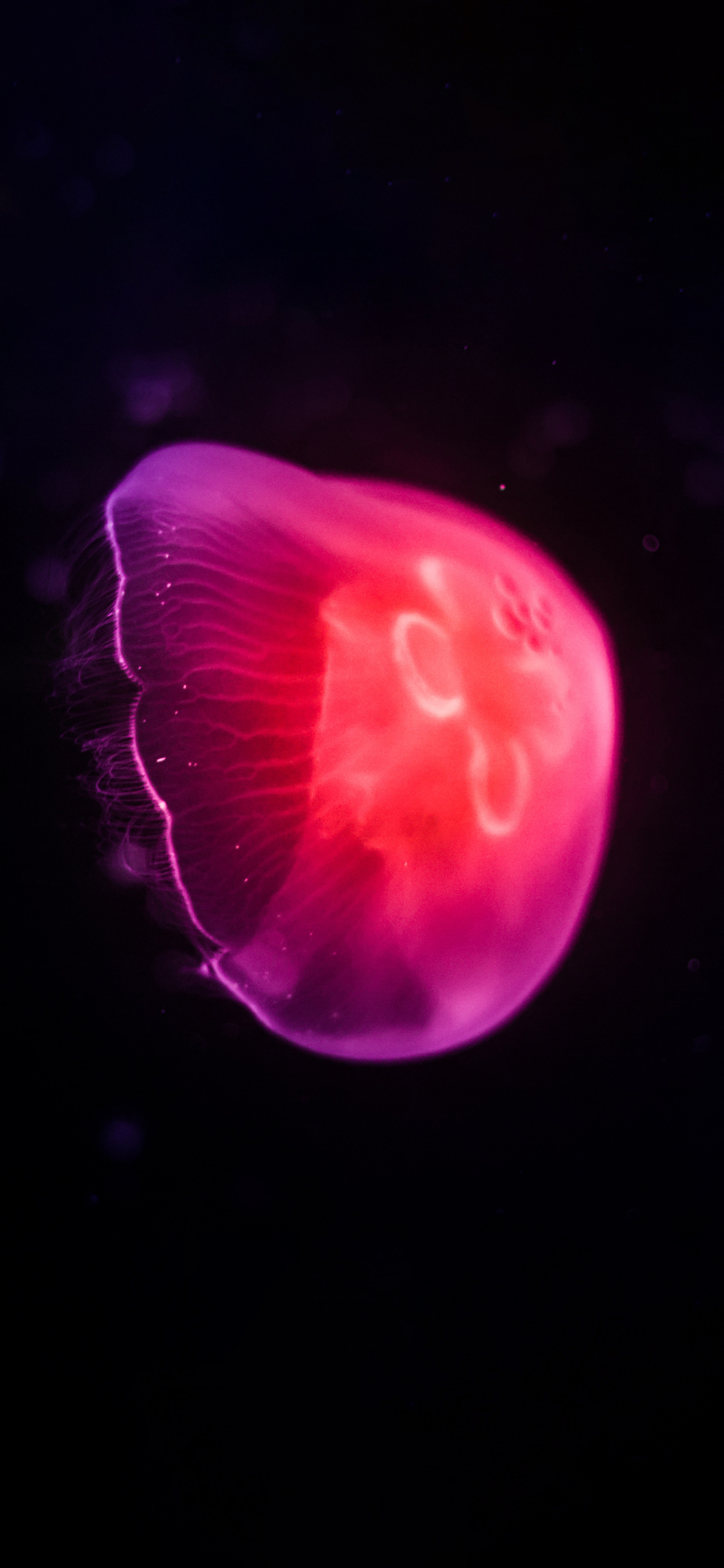 1125x2436 Pink Jellyfish Dark 8k Iphone XS,Iphone 10,Iphone X HD 4k  Wallpapers, Images, Backgrounds, Photos and Pictures
