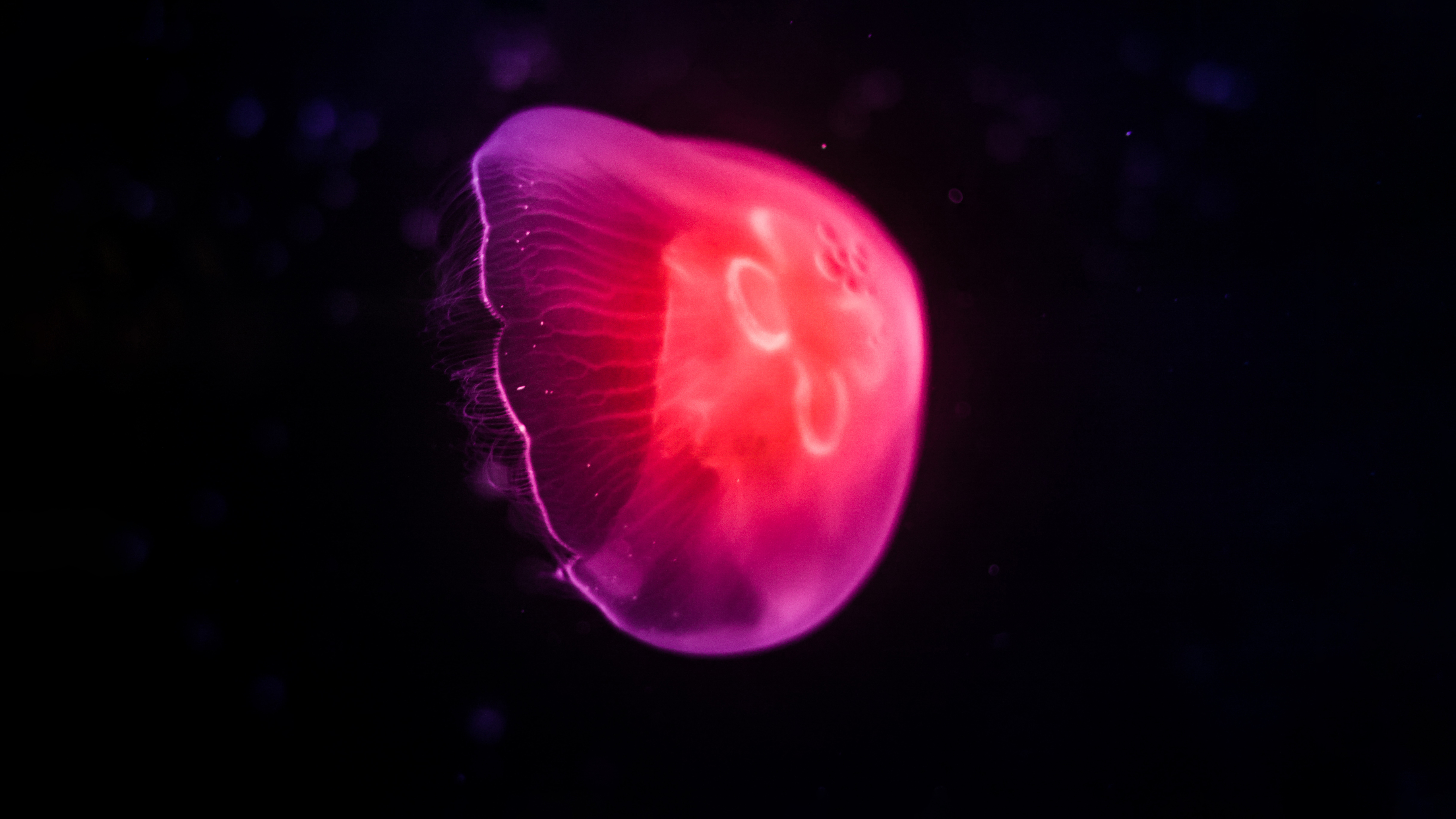 pink-jellyfish-dark-8k-2s.jpg