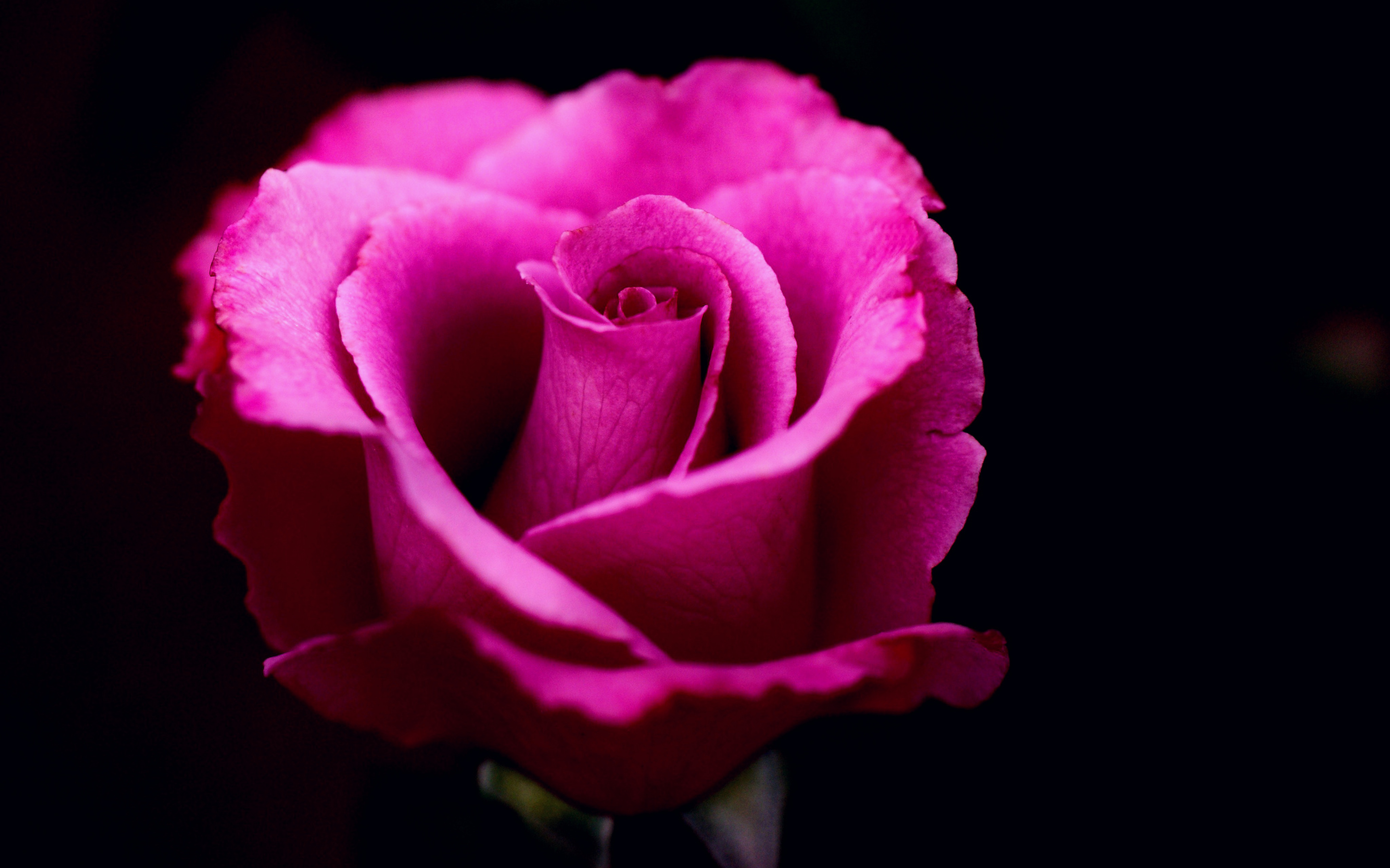 3840x2400 Pink Rose 4k HD 4k Wallpapers, Images, Backgrounds, Photos and Pictures
