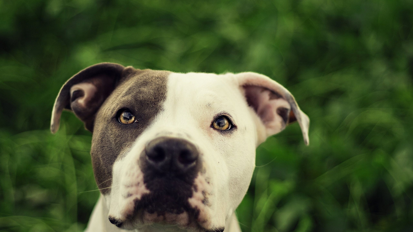 pitbull dogs wallpaper desktop