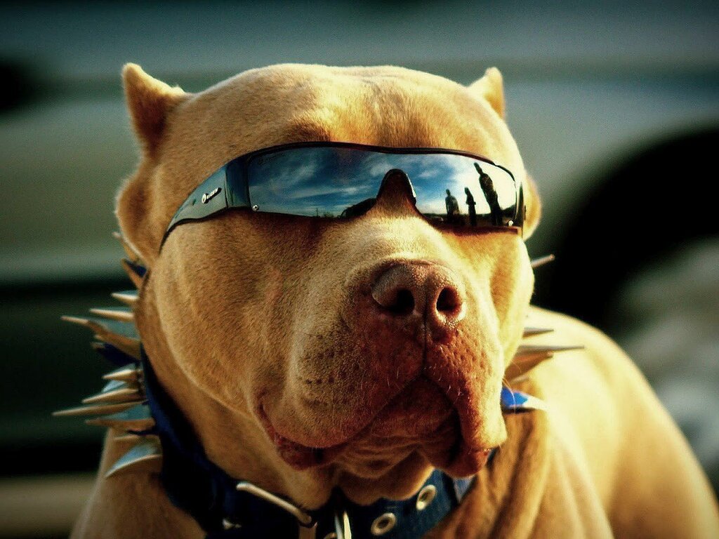 1024x768 Pitbull Got Swag 1024x768 Resolution HD 4k Wallpapers, Images,  Backgrounds, Photos and Pictures