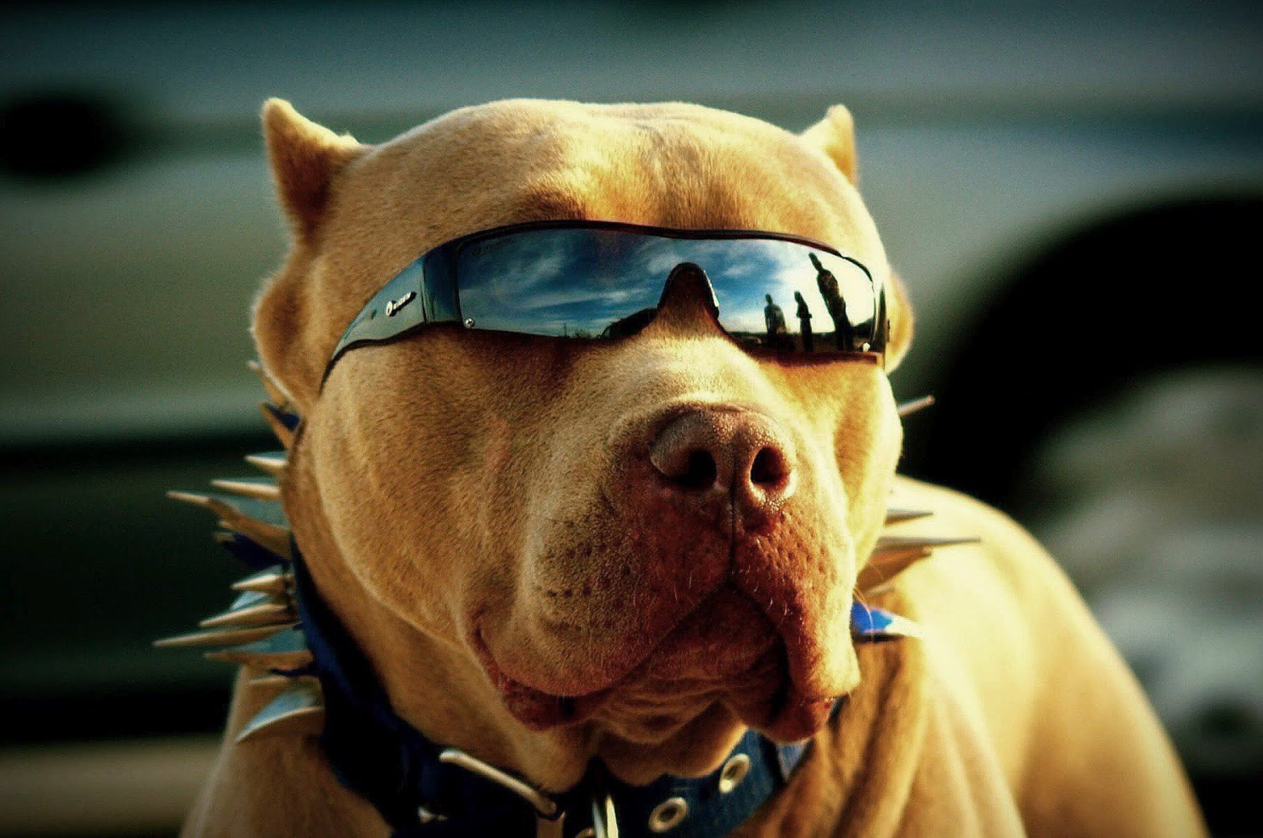 2560x1700 Pitbull Got Swag Chromebook Pixel HD 4k Wallpapers, Images,  Backgrounds, Photos and Pictures