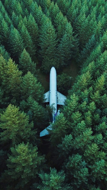 plane-in-middle-of-forest-4k-0p.jpg