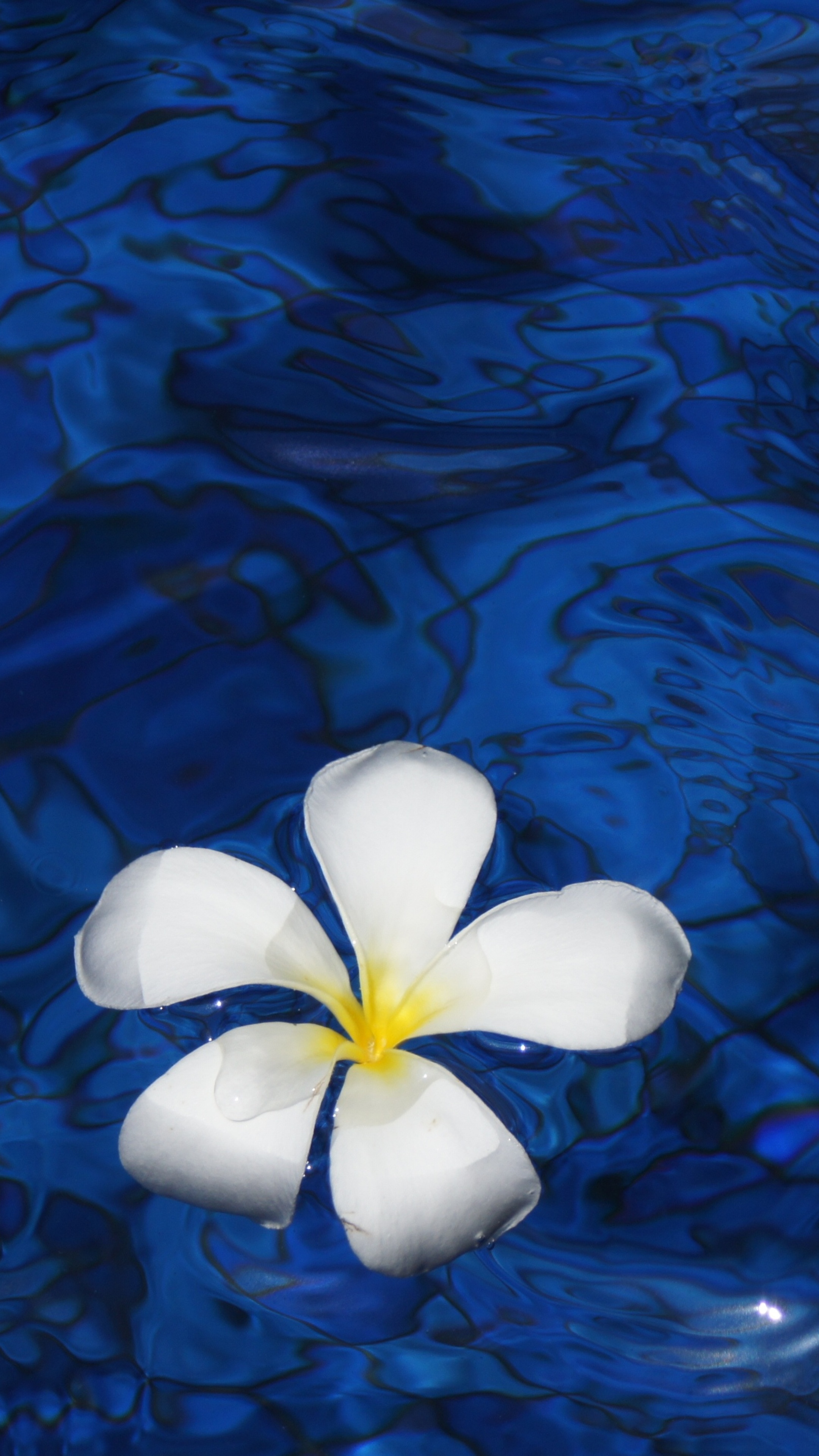 2160x3840 Plumeria Flower Water 5k Sony Xperia X,XZ,Z5 Premium HD 4k ...
